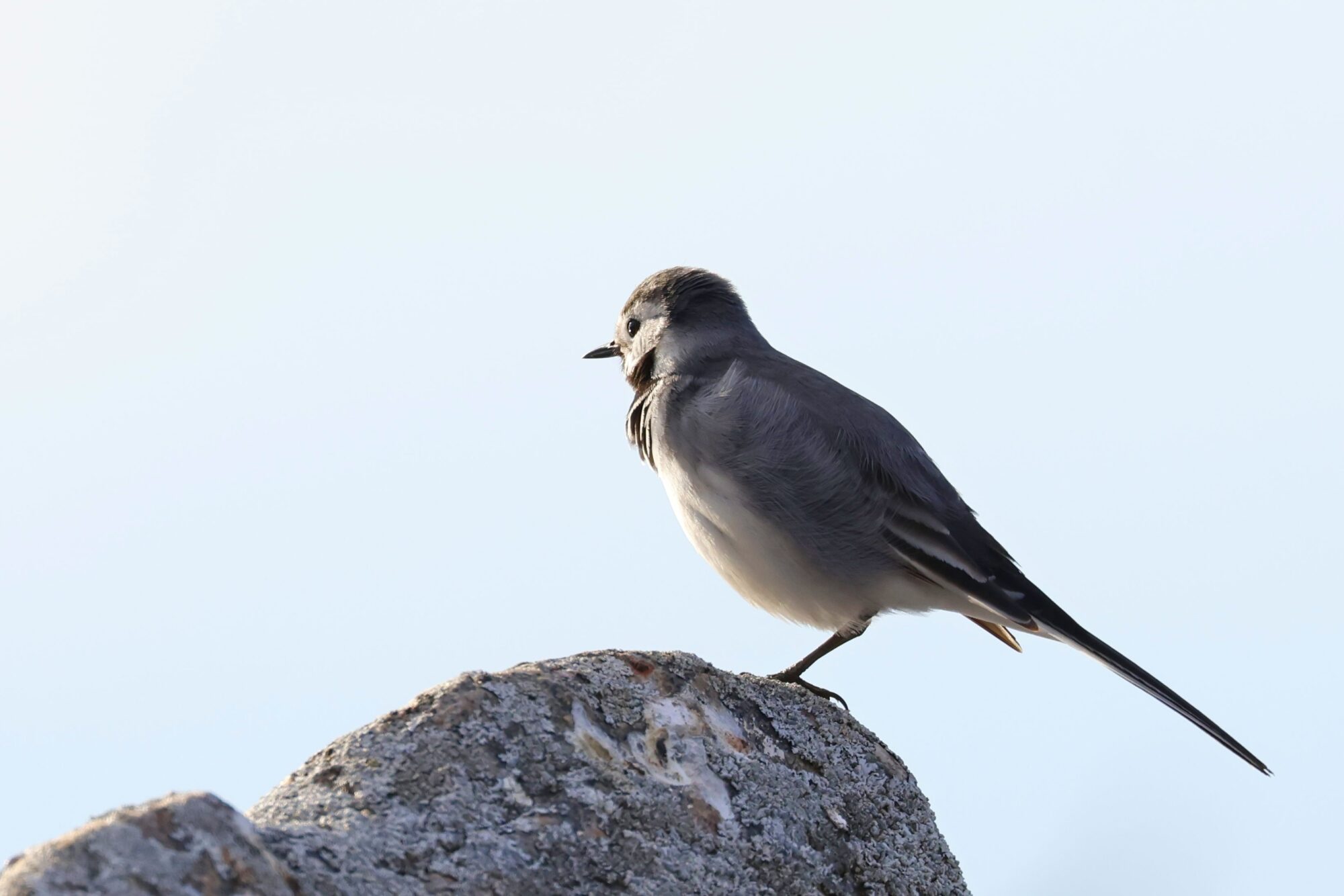 Valokuvaaja: TOMMI KUJALA
