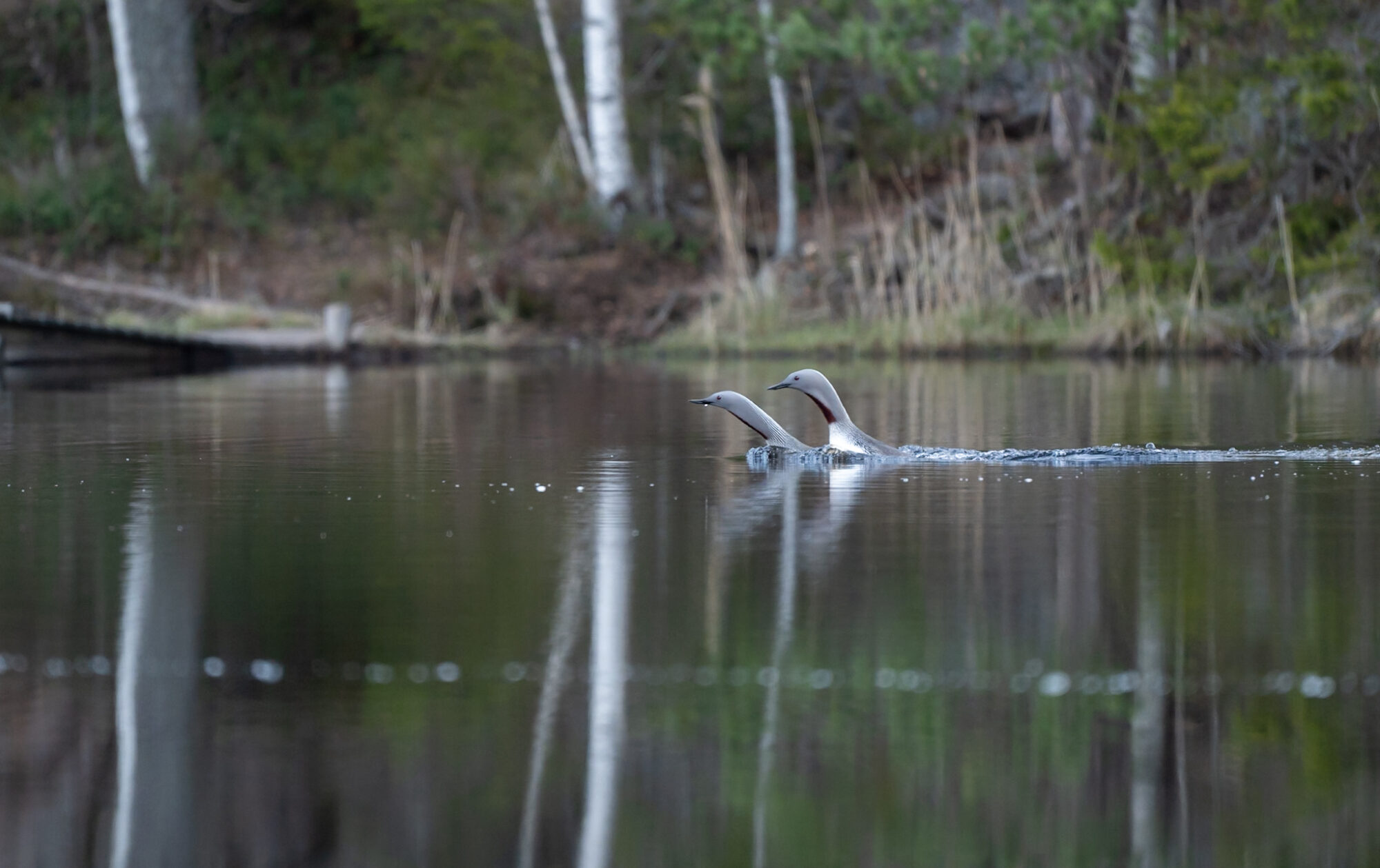 Valokuvaaja: Paul Stevens