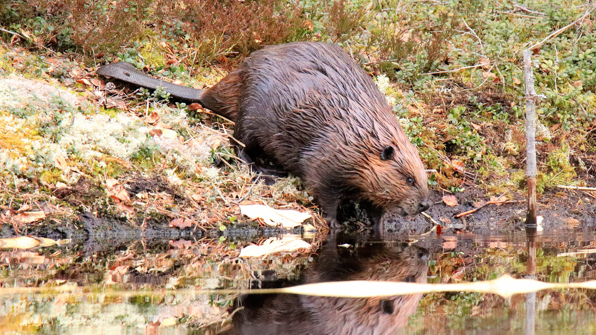 Valokuvaaja: sirpa Jyske