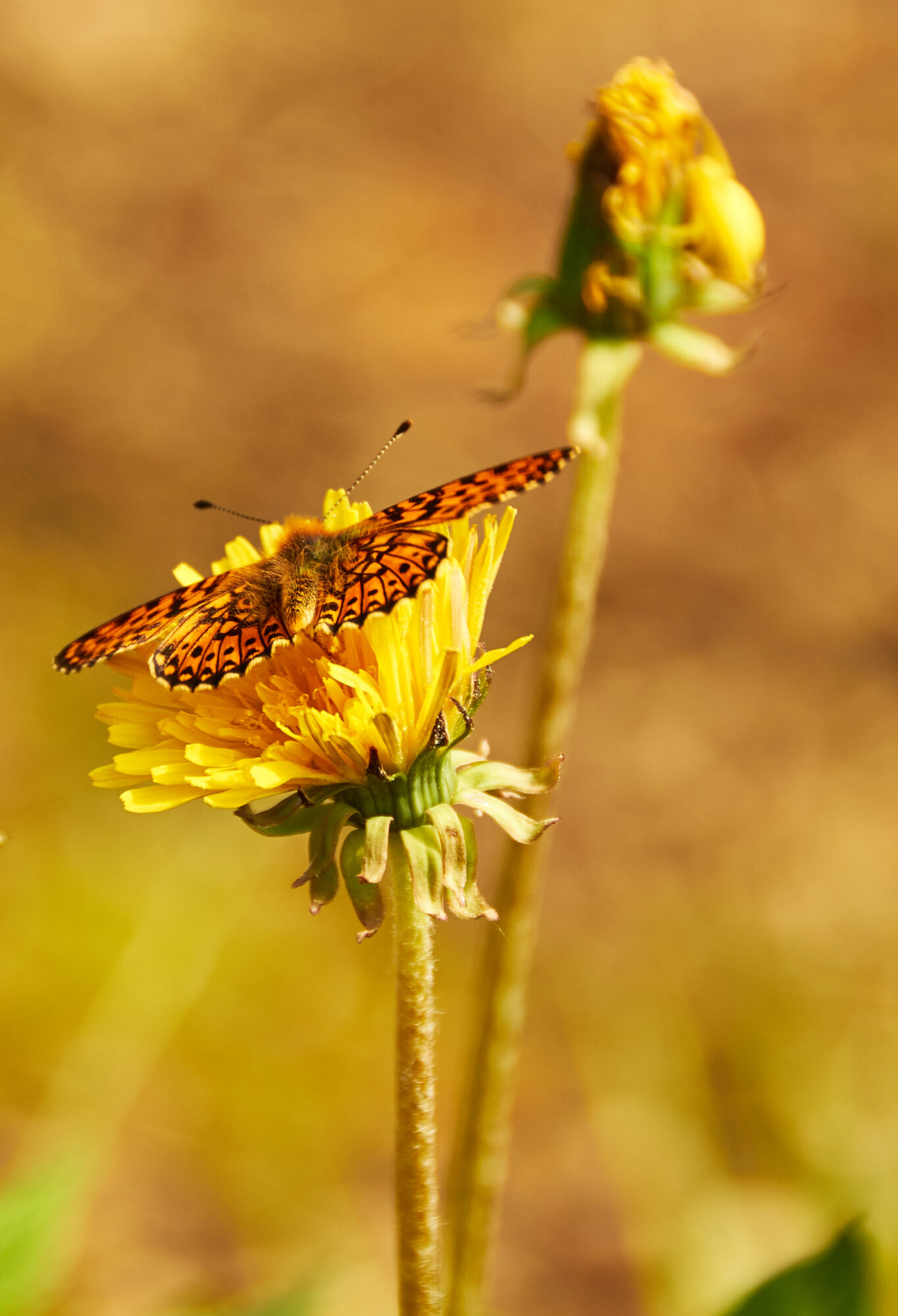 Valokuvaaja: Tarja Kouvo