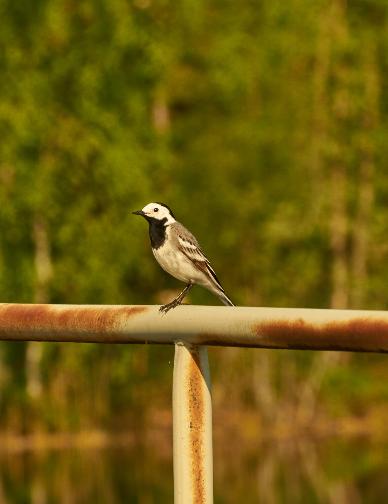 Valokuvaaja: Tarja Kouvo