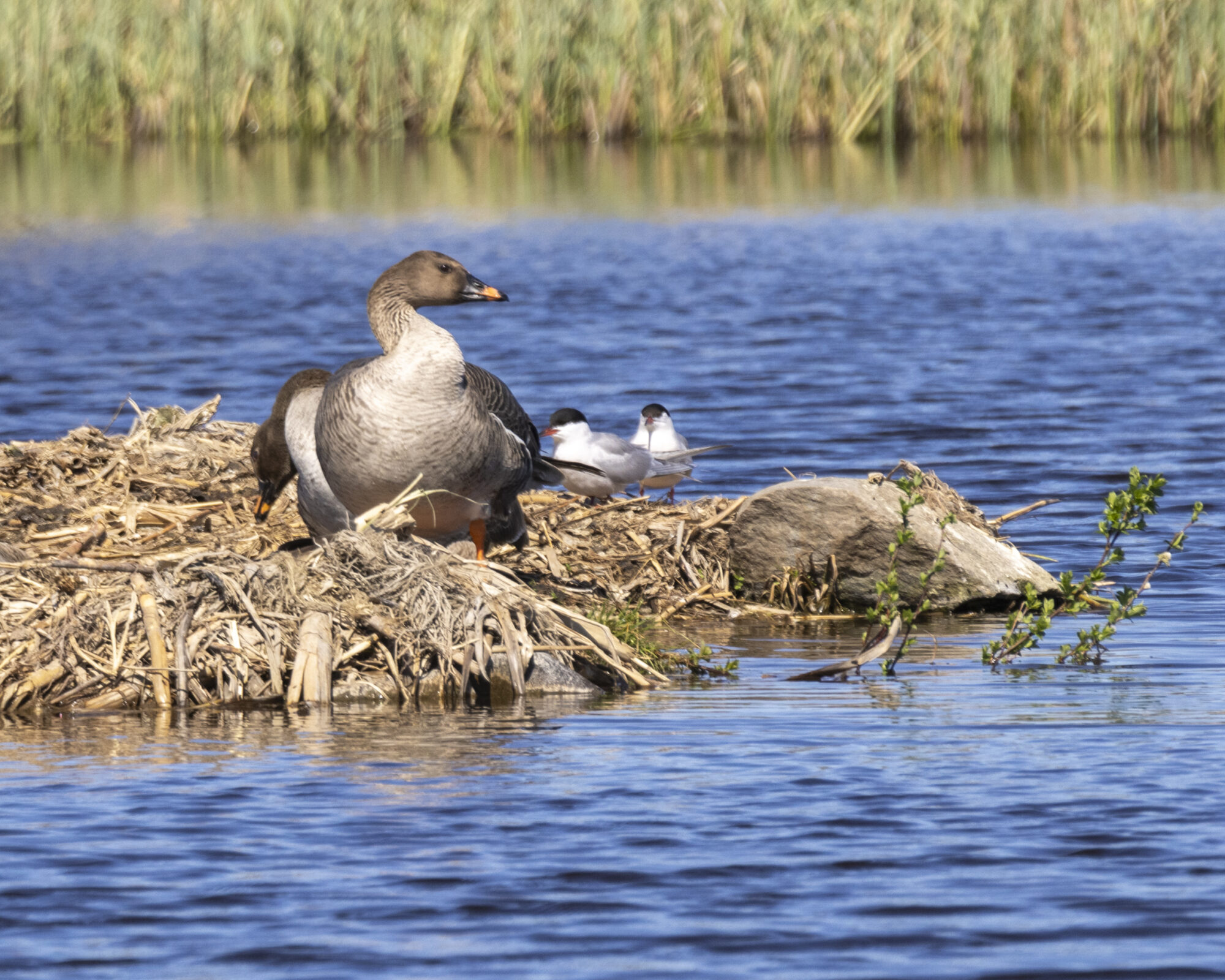Valokuvaaja: Hannu Tikkanen