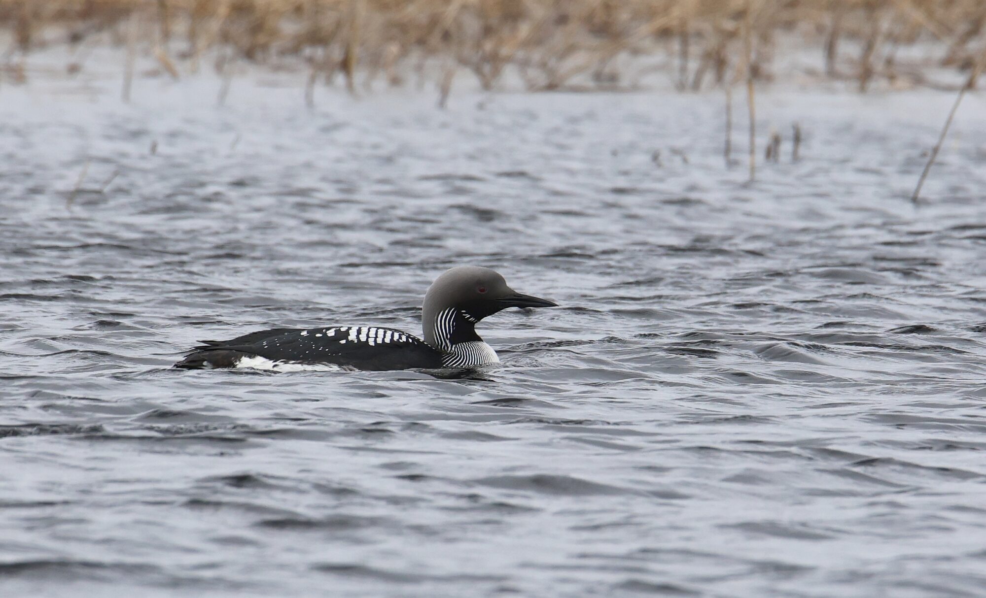 Valokuvaaja: Jaana Saarelainen