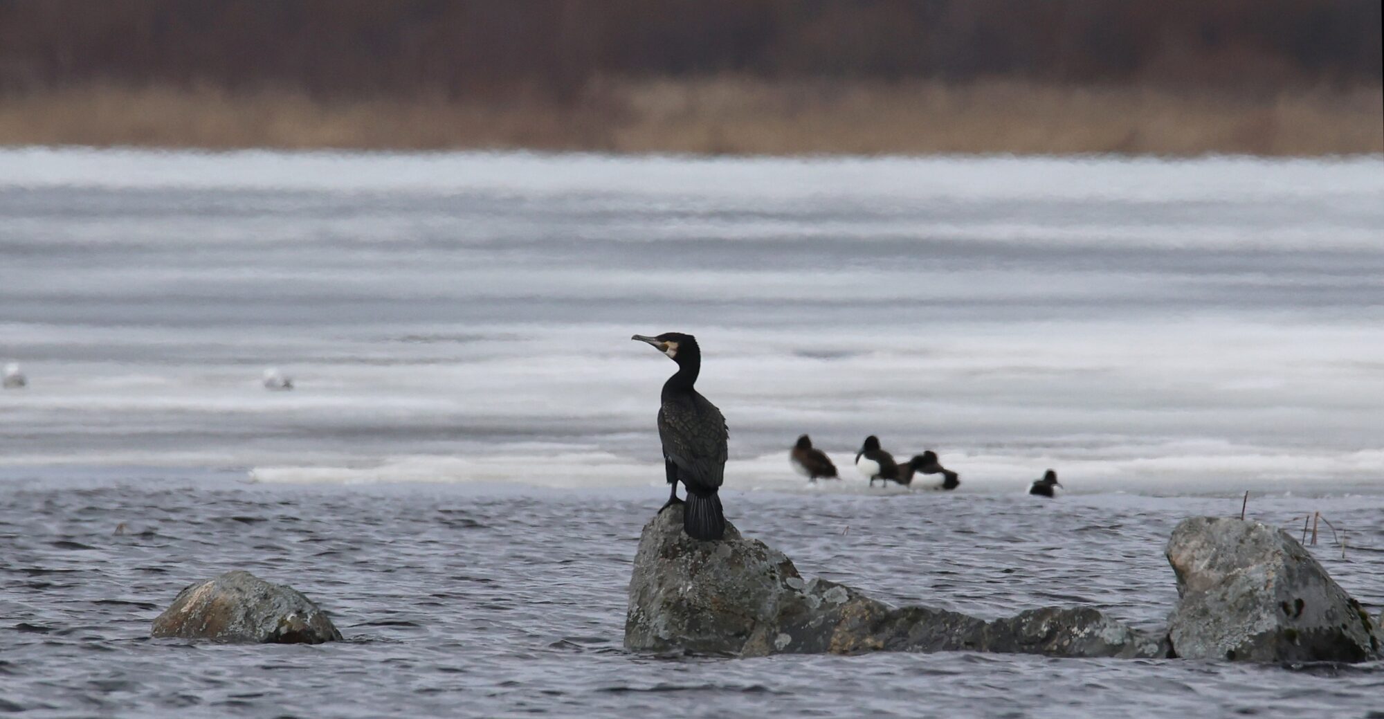 Valokuvaaja: Jaana Saarelainen