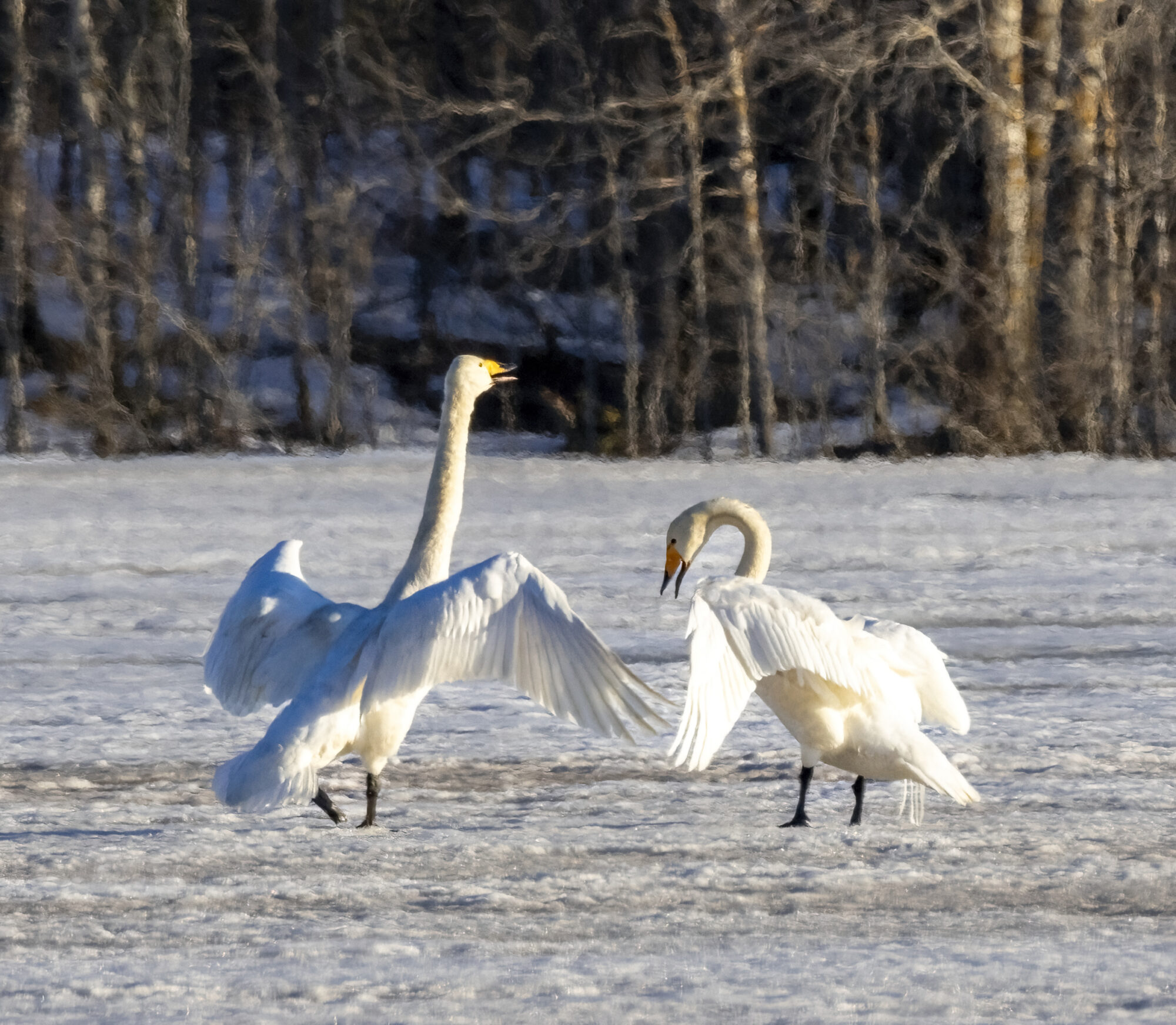 Valokuvaaja: Hannu Tikkanen