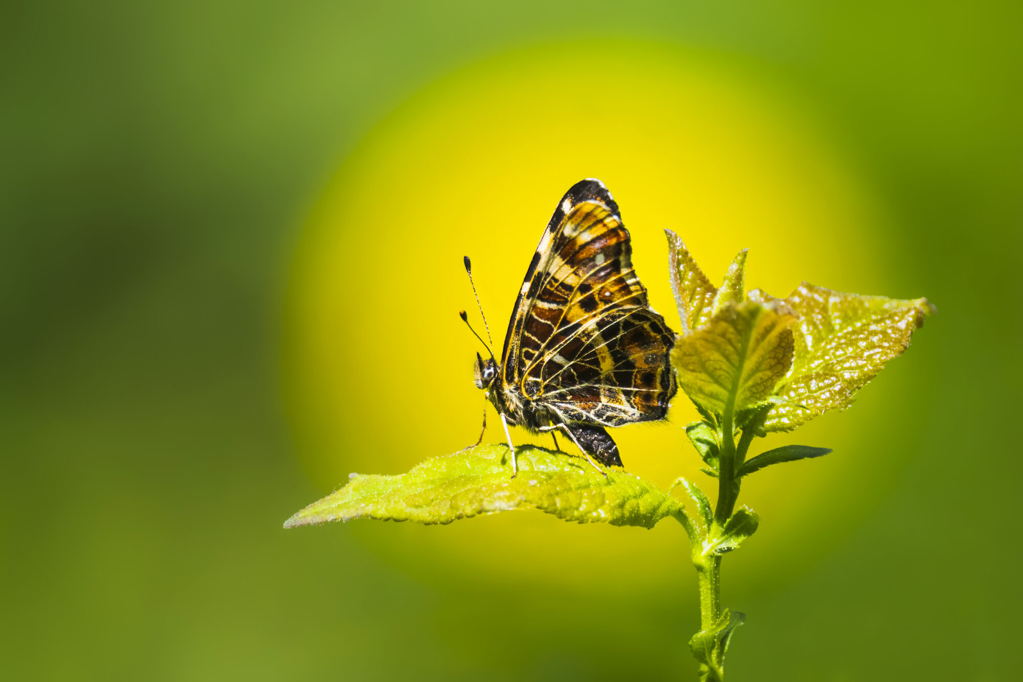 Valokuvaaja: Risto Lavi