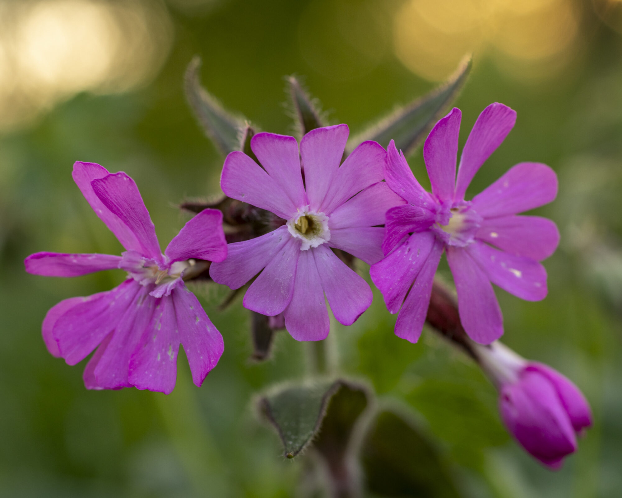 Valokuvaaja: Hannu Tikkanen