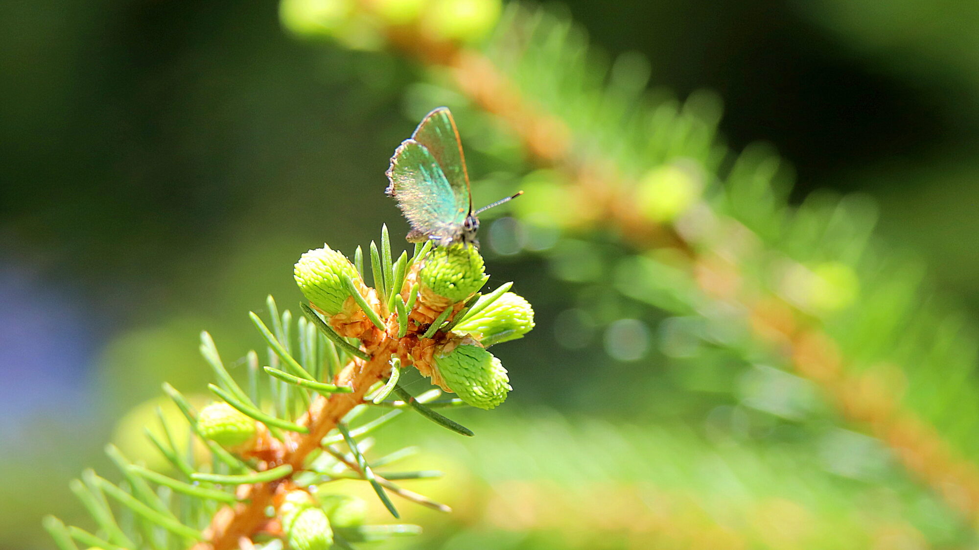 Valokuvaaja: sirpa Jyske