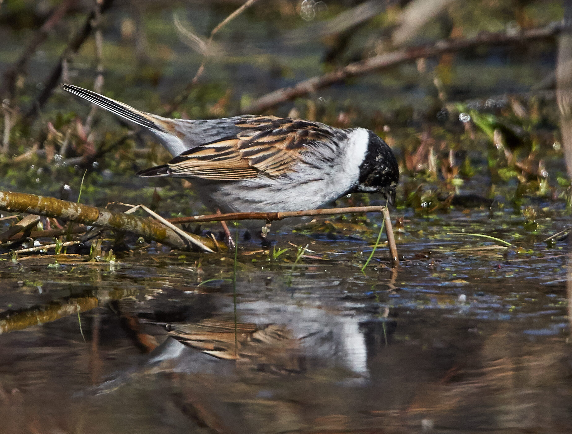 Valokuvaaja: Tarja Kouvo