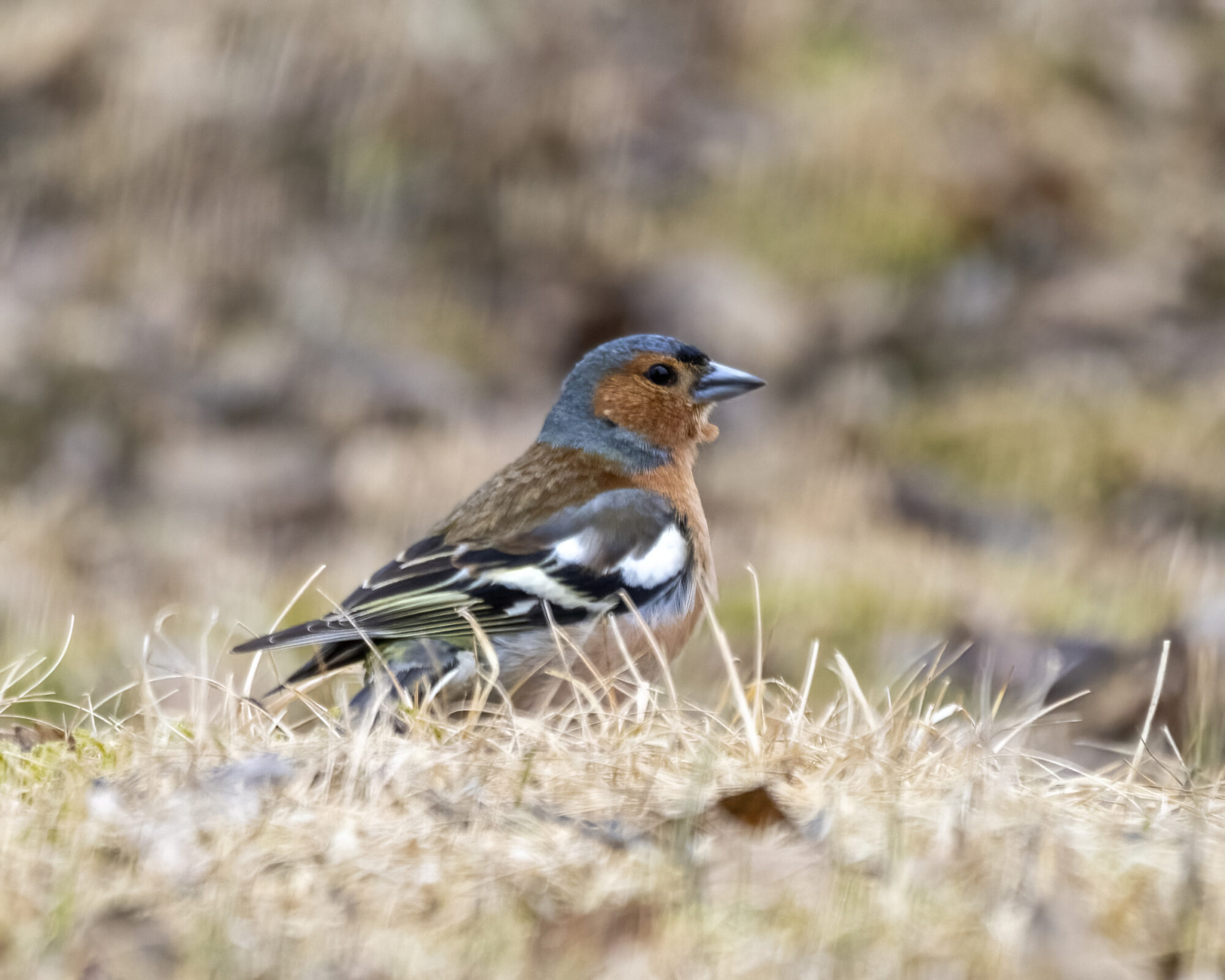 Valokuvaaja: Hannu Tikkanen