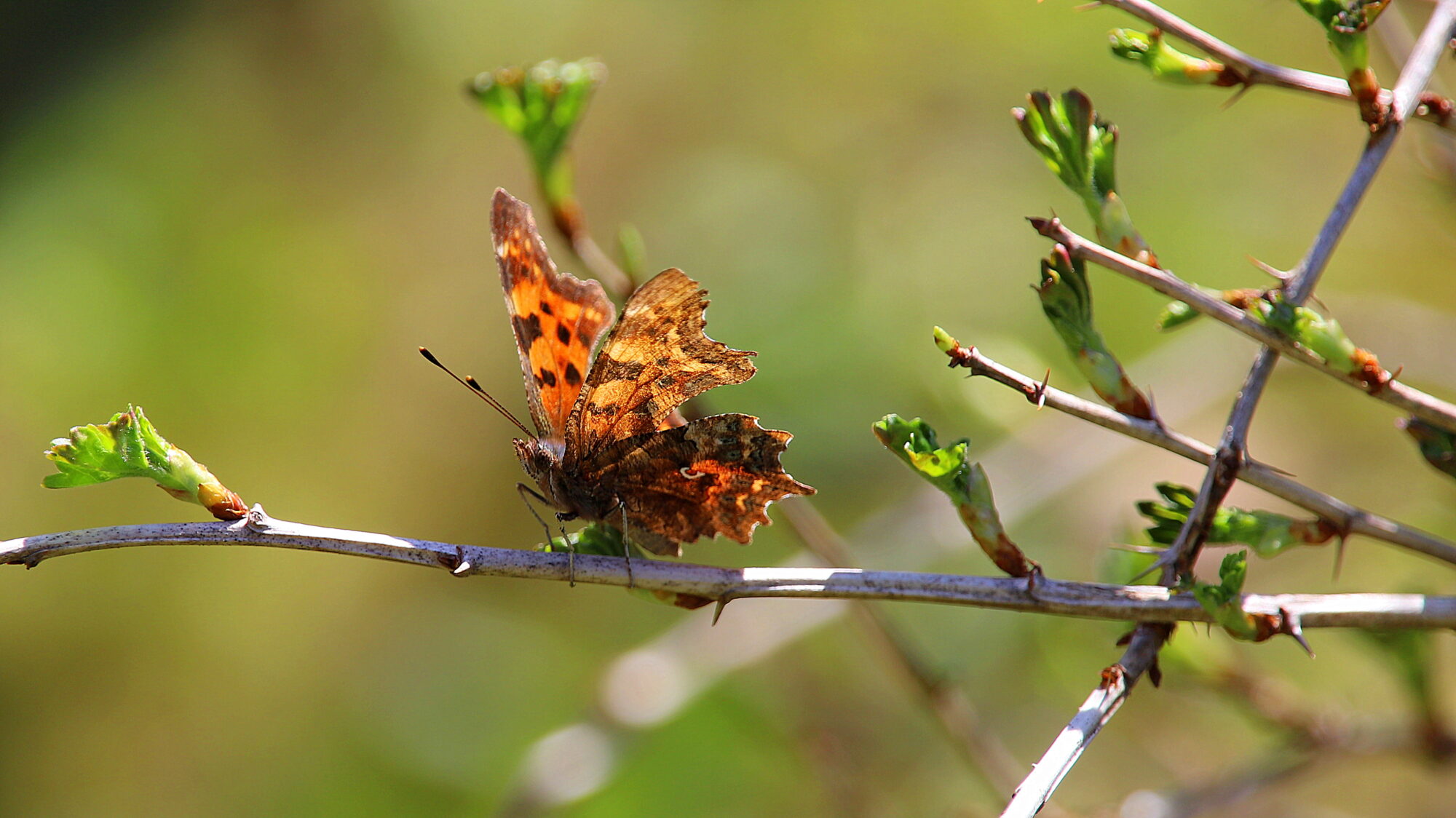 Valokuvaaja: sirpa Jyske Valokuvaaja: sirpa Jyske