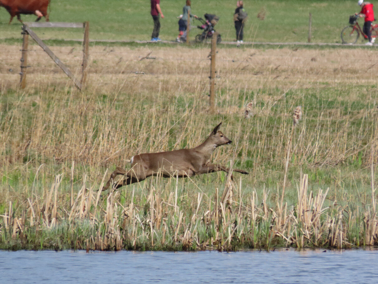 Valokuvaaja: Mirja Suoknuuti