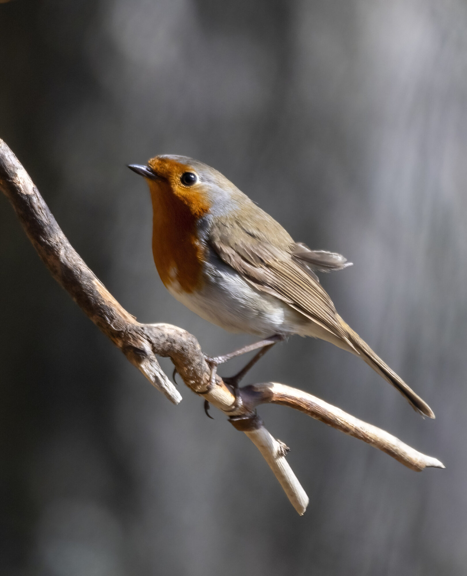 Valokuvaaja: Hannu Tikkanen