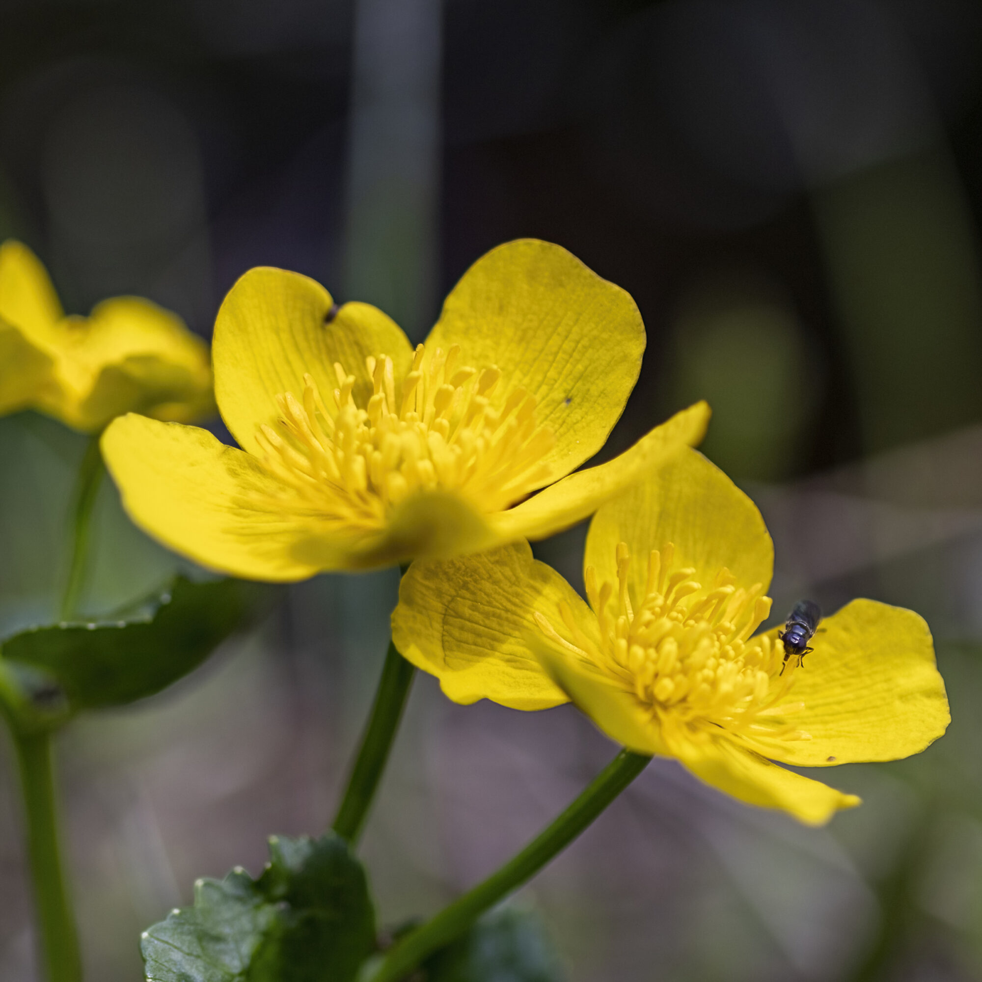 Valokuvaaja: Hannu Tikkanen