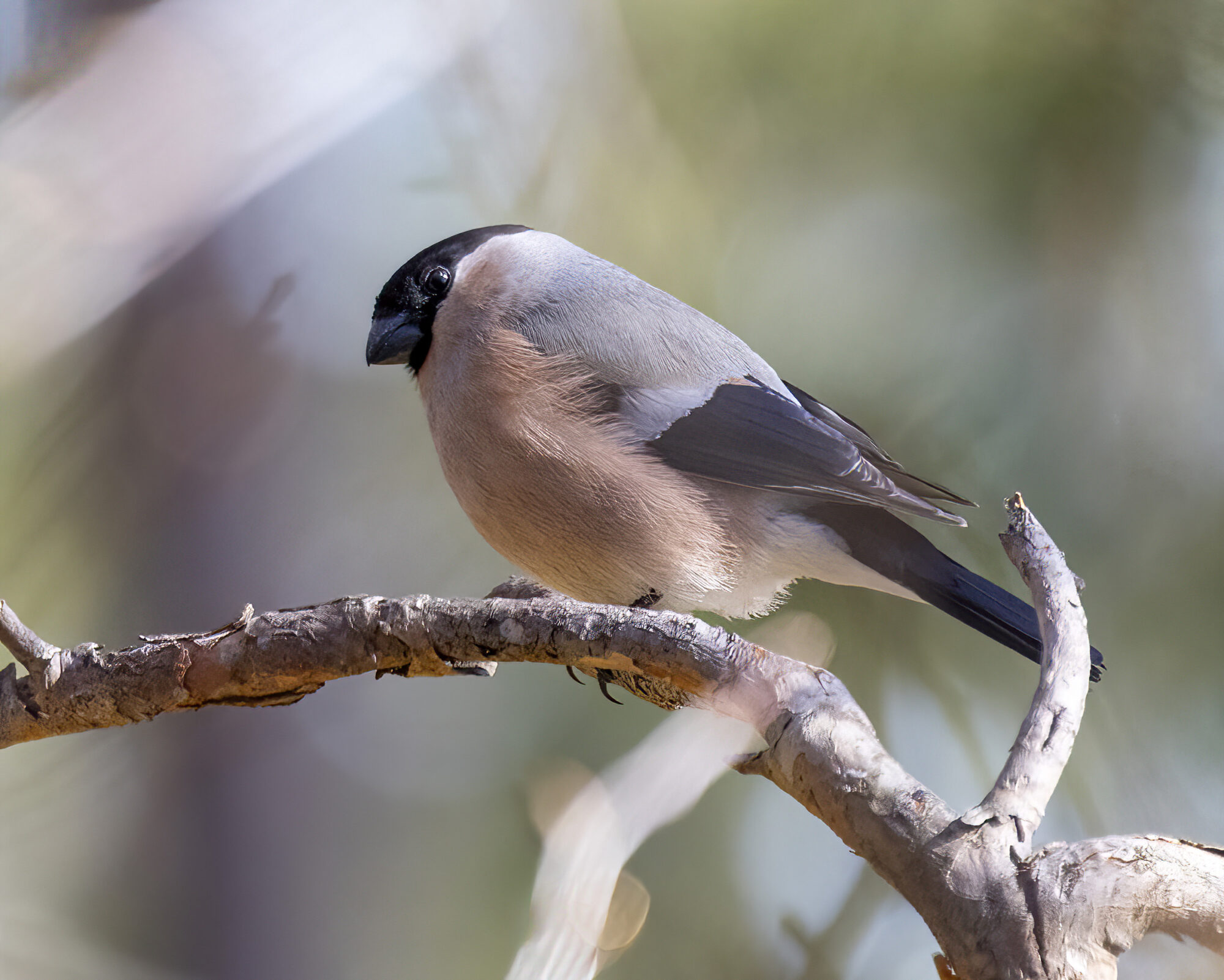 Valokuvaaja: Hannu Tikkanen