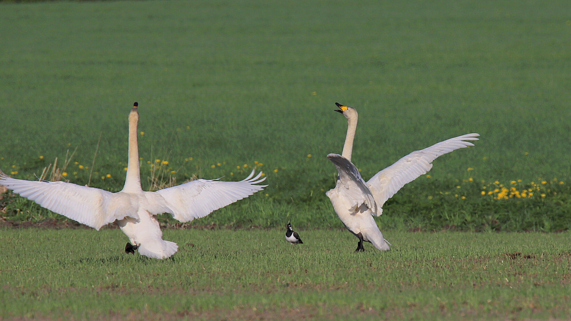 Valokuvaaja: sirpa Jyske