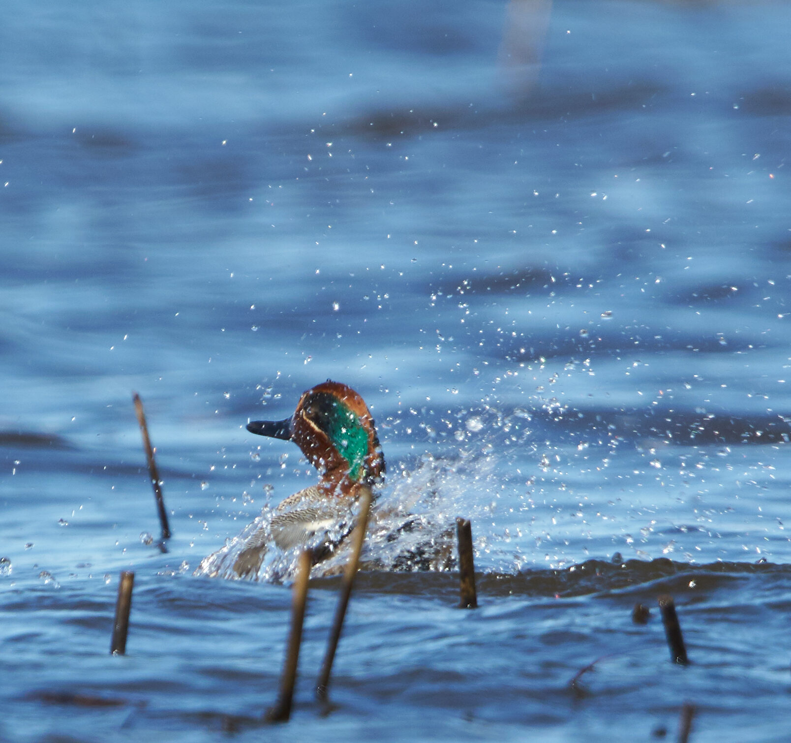 Valokuvaaja: Tarja Kouvo Valokuvaaja: Tarja Kouvo