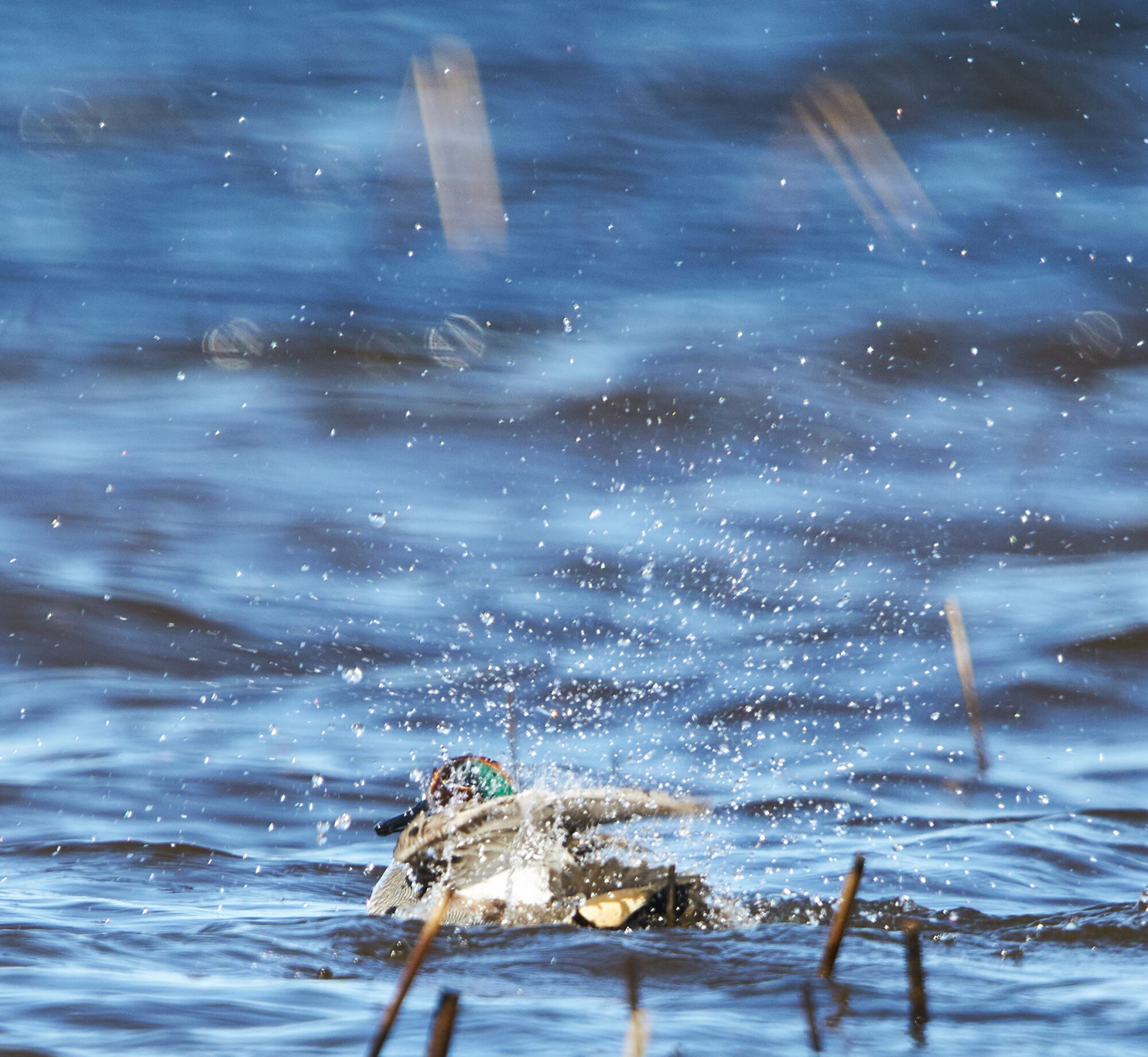 Valokuvaaja: Tarja Kouvo