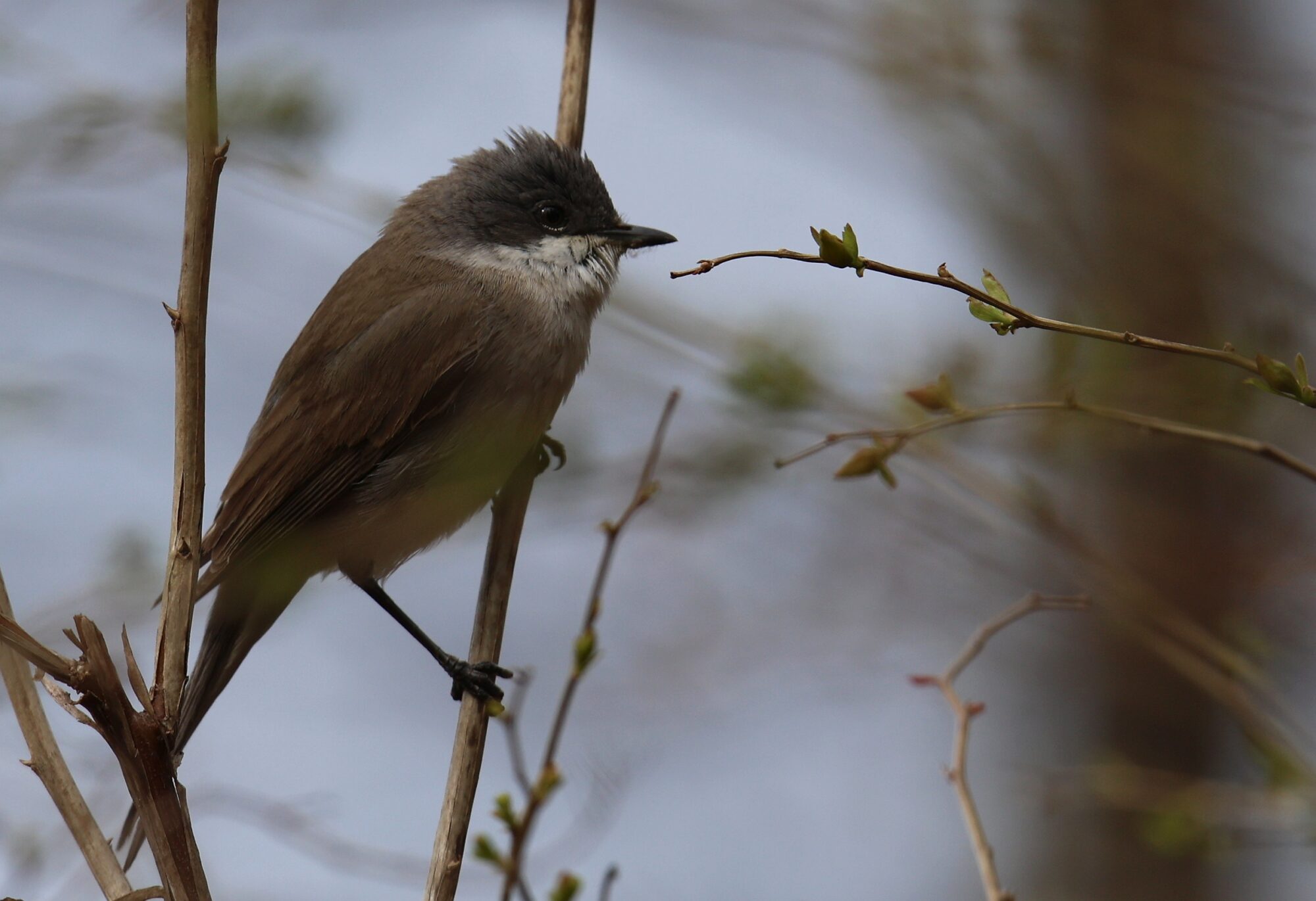 Valokuvaaja: Jaana Saarelainen