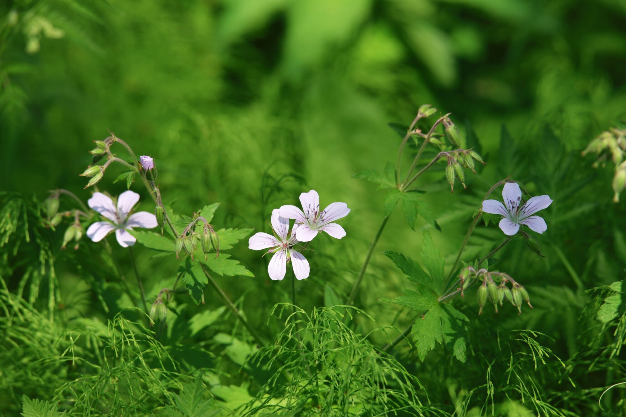 Valokuvaaja: Jaana Saarelainen