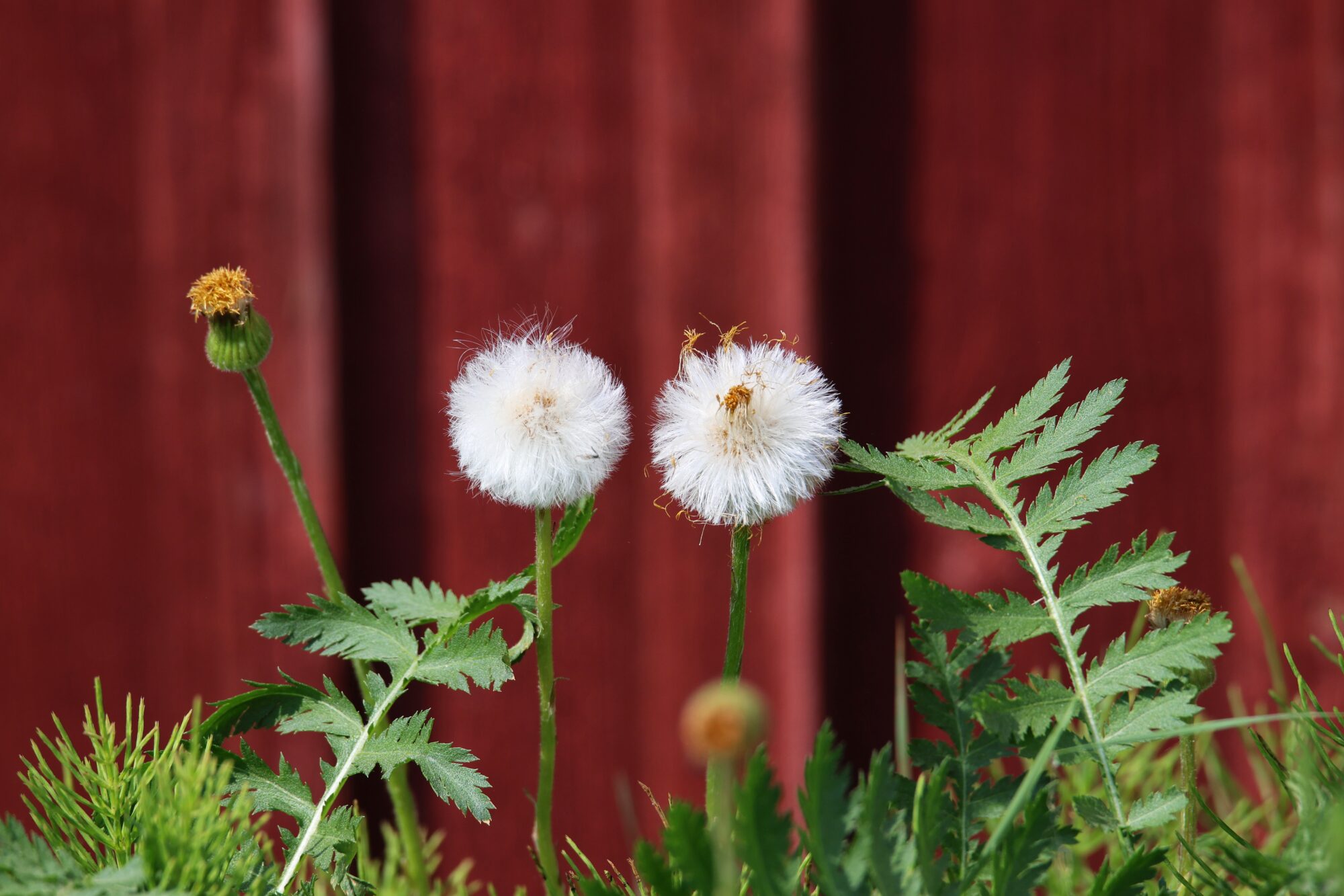 Valokuvaaja: Jaana Saarelainen