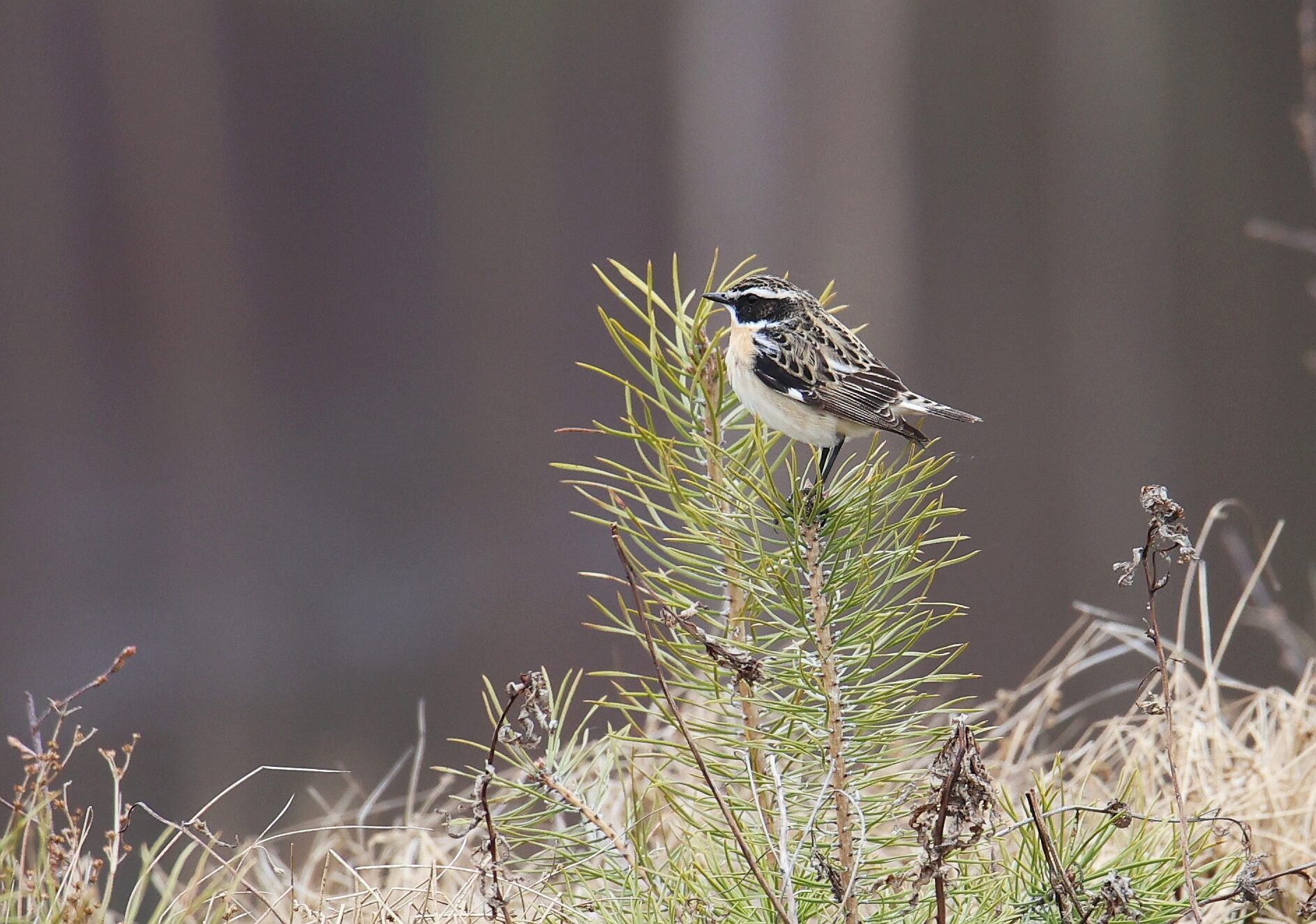 Valokuvaaja: Jaana Saarelainen