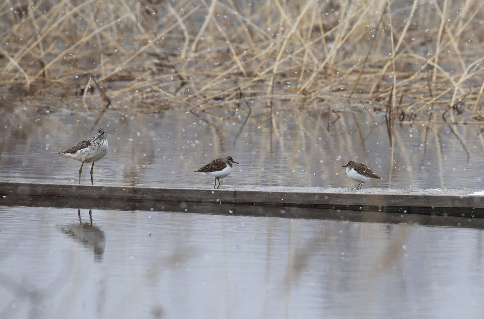Valokuvaaja: Jaana Saarelainen