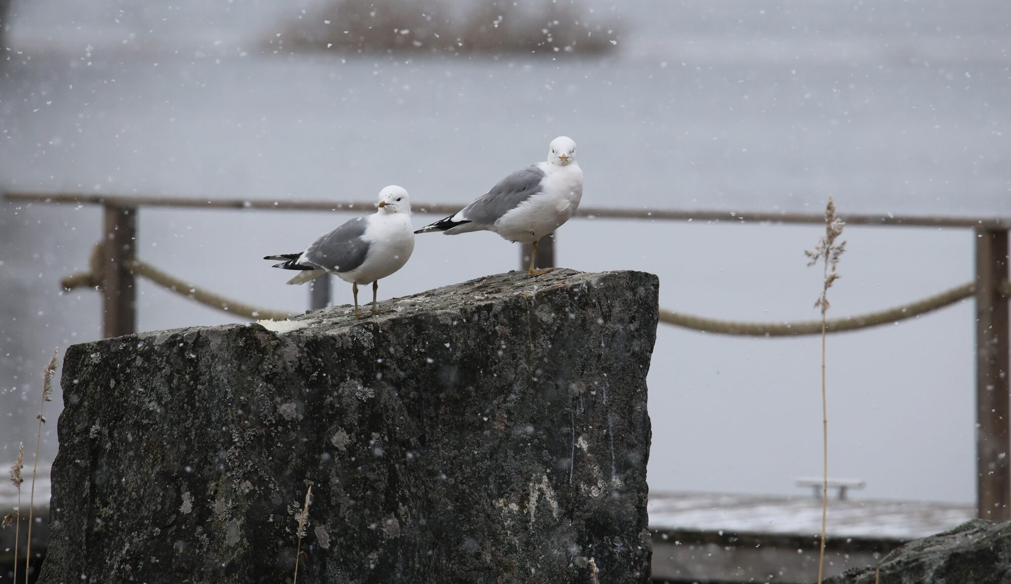 Valokuvaaja: Jaana Saarelainen
