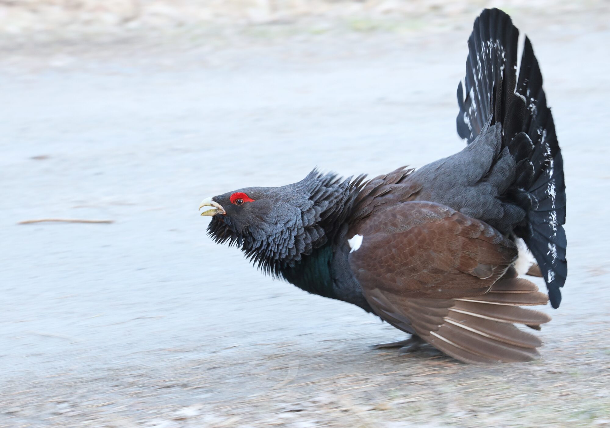 Valokuvaaja: Jaana Saarelainen
