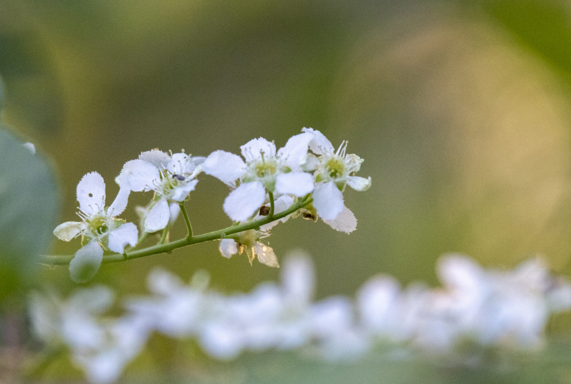 Valokuvaaja: Hannu Tikkanen