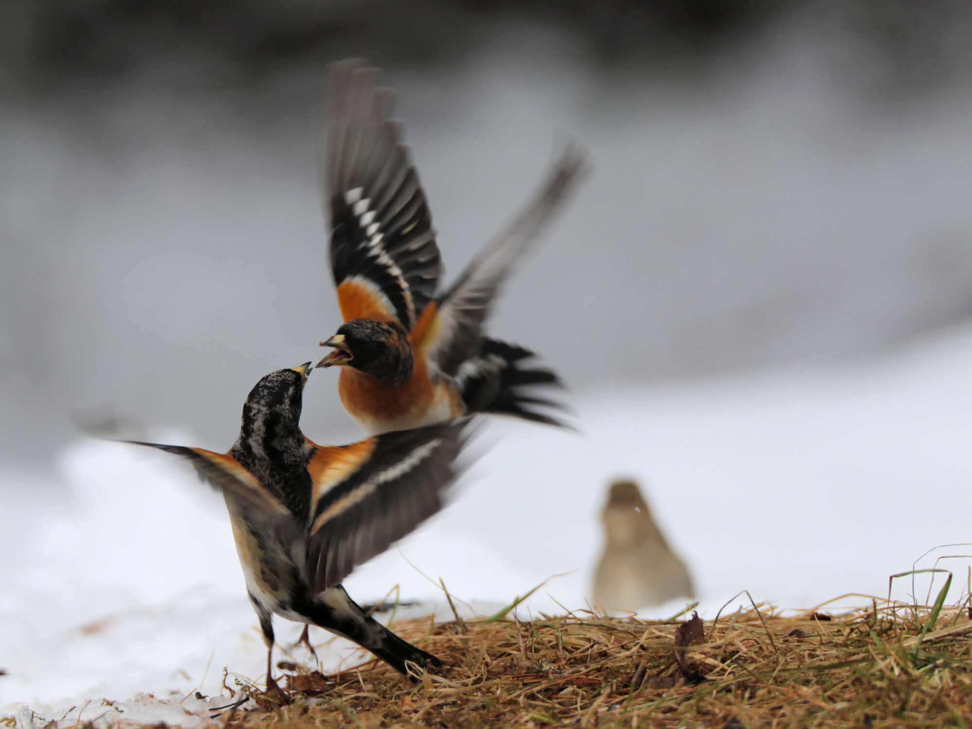 Valokuvaaja: Ahti Keränen