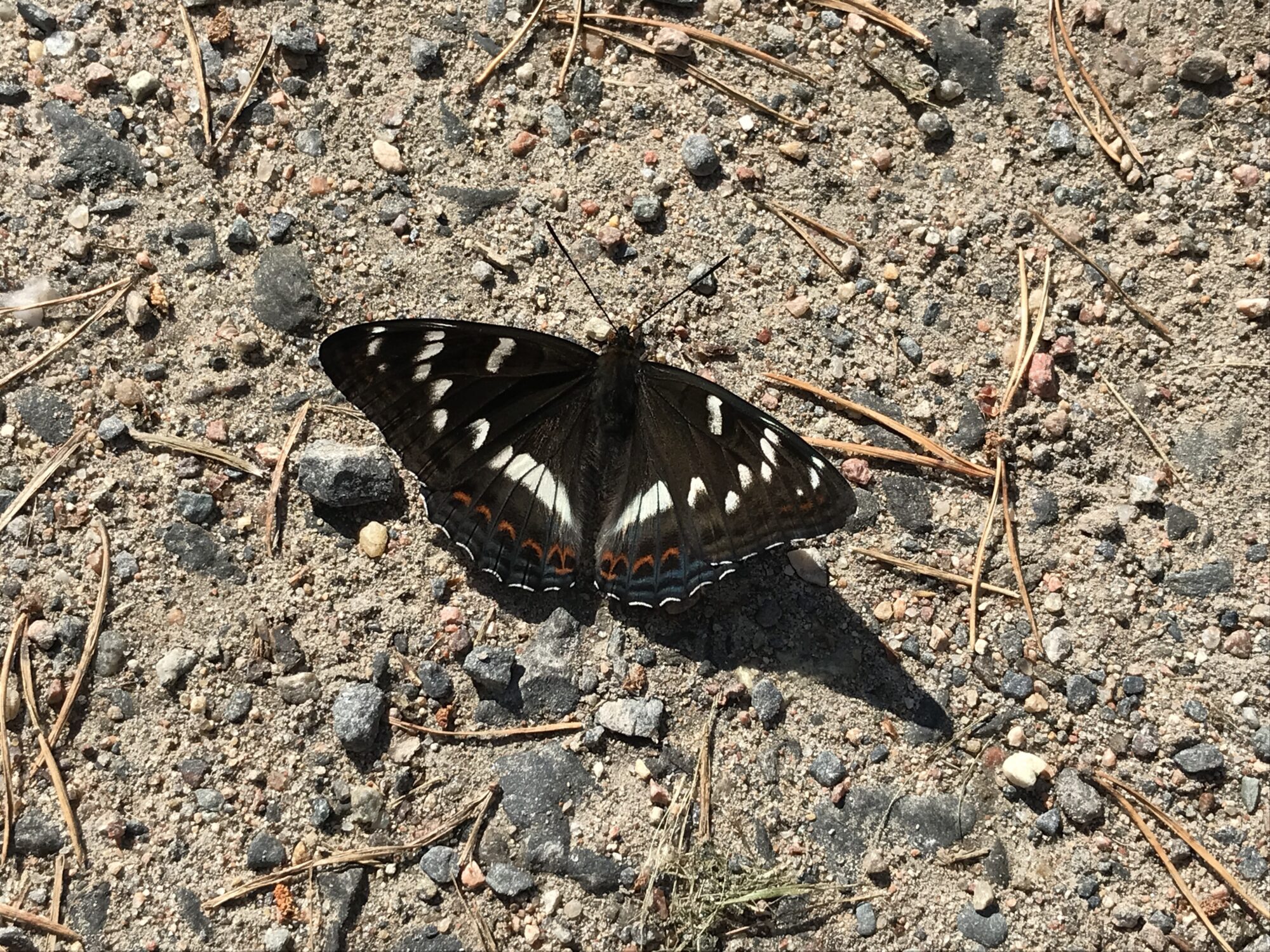 Valokuvaaja: E-L Hietala