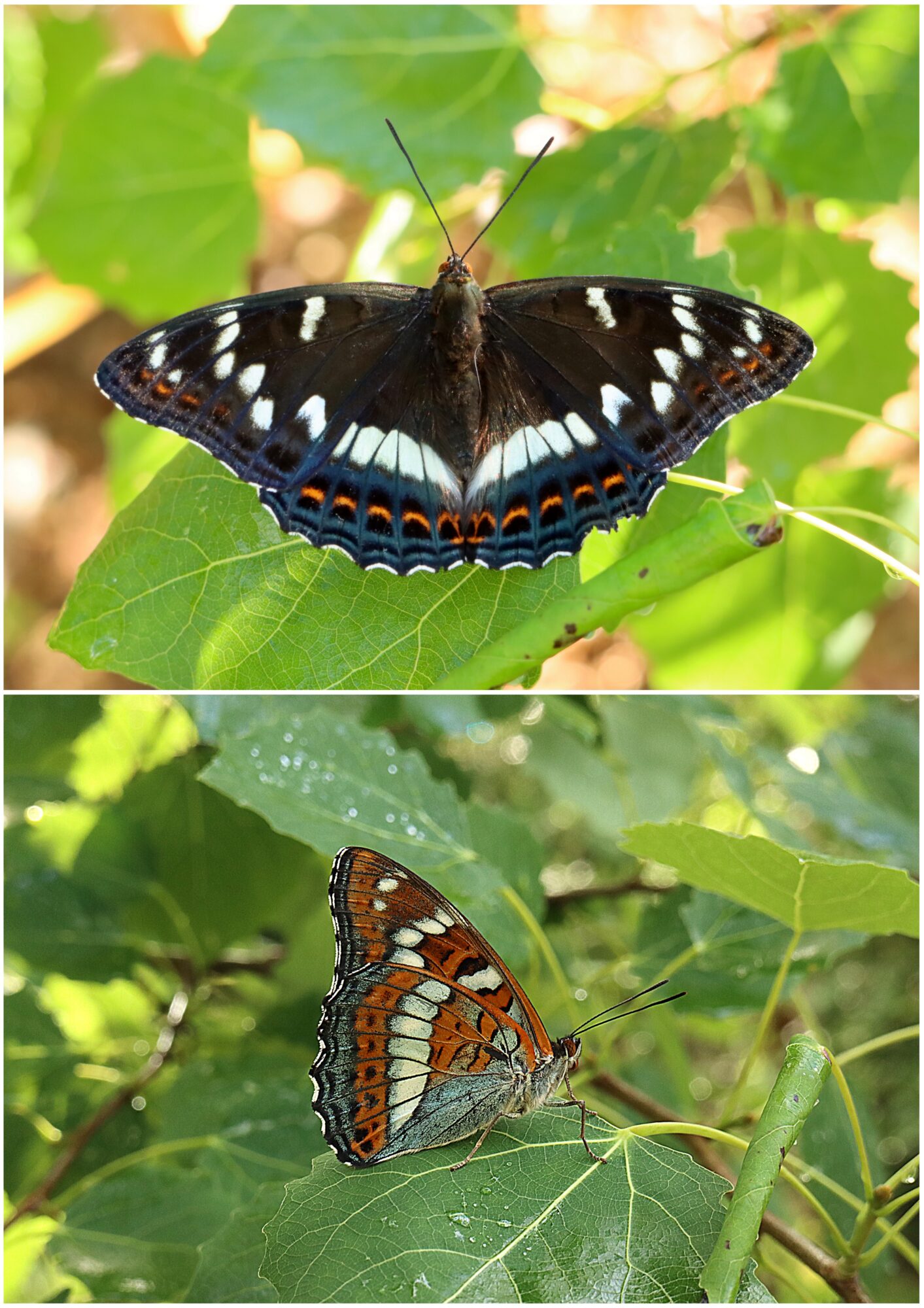 Valokuvaaja: Hannu Rasiranta