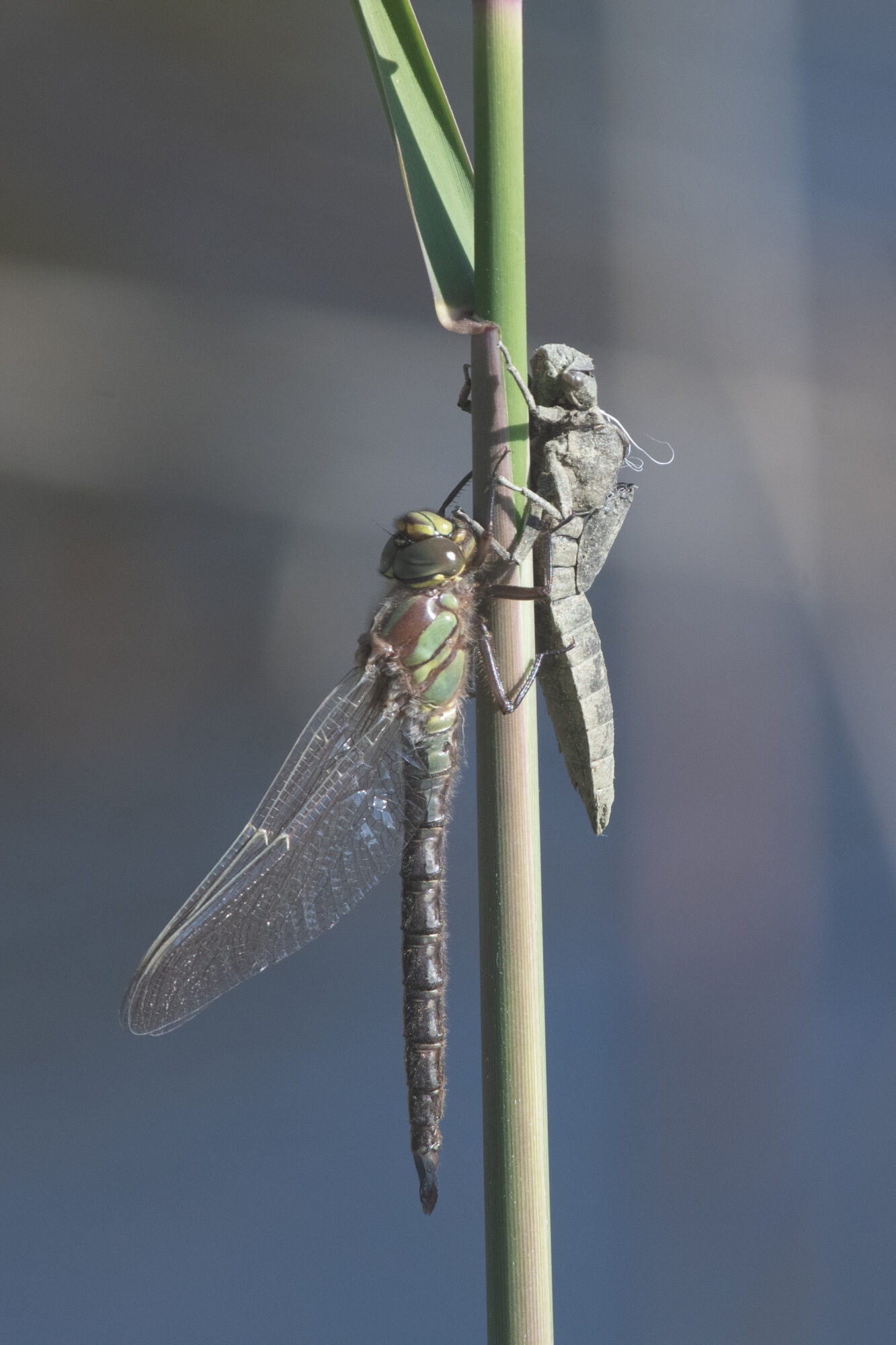 Valokuvaaja: Toivo Toivanen
