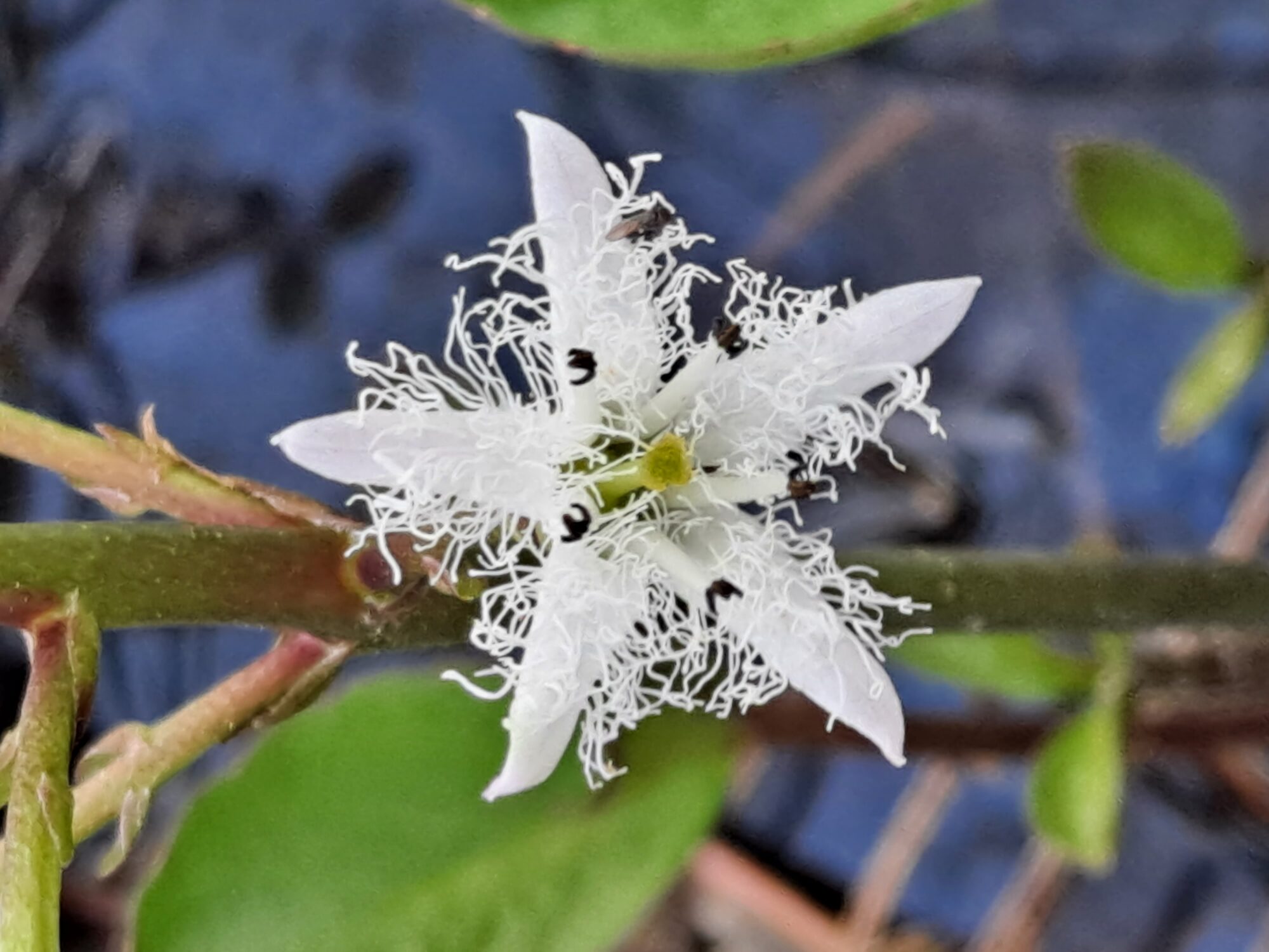Valokuvaaja: Satu Suuntala