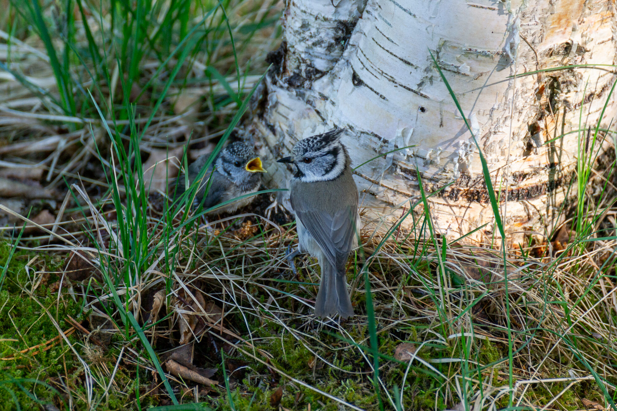 Valokuvaaja: Helena Minkkilä