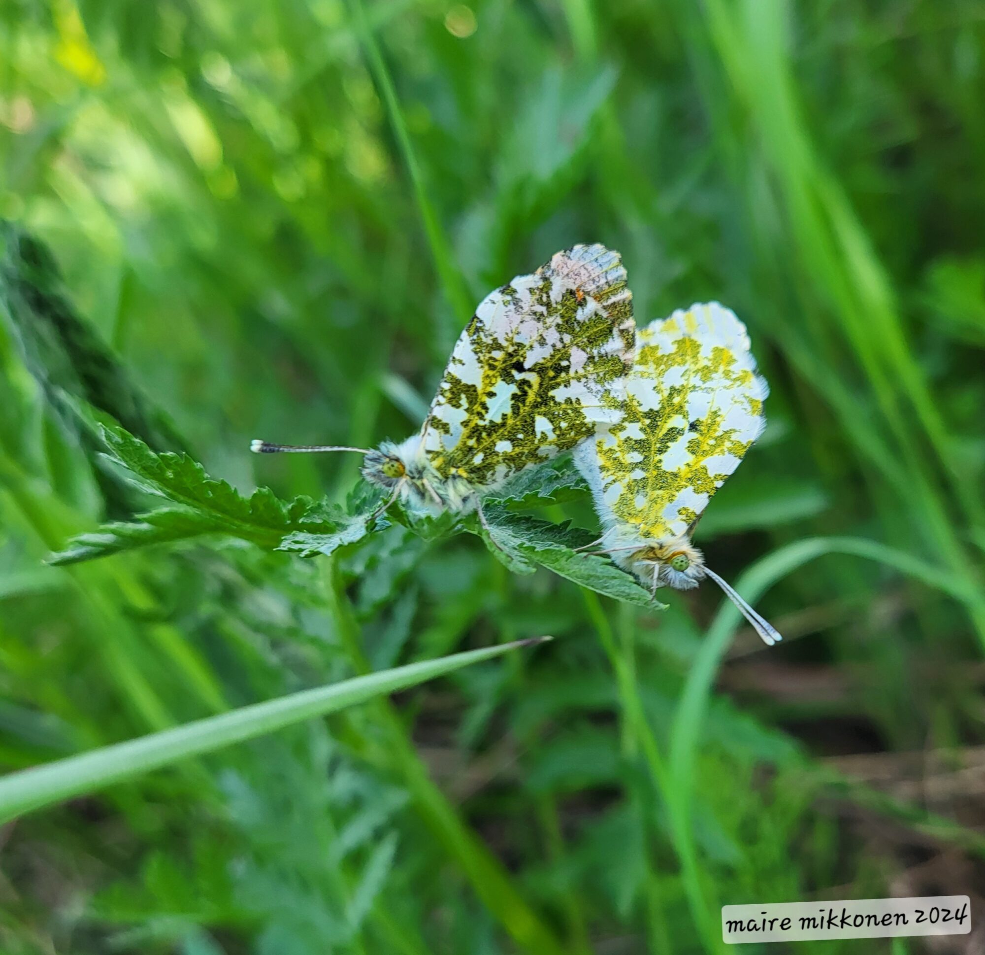 Valokuvaaja: Maire Mikkonen
