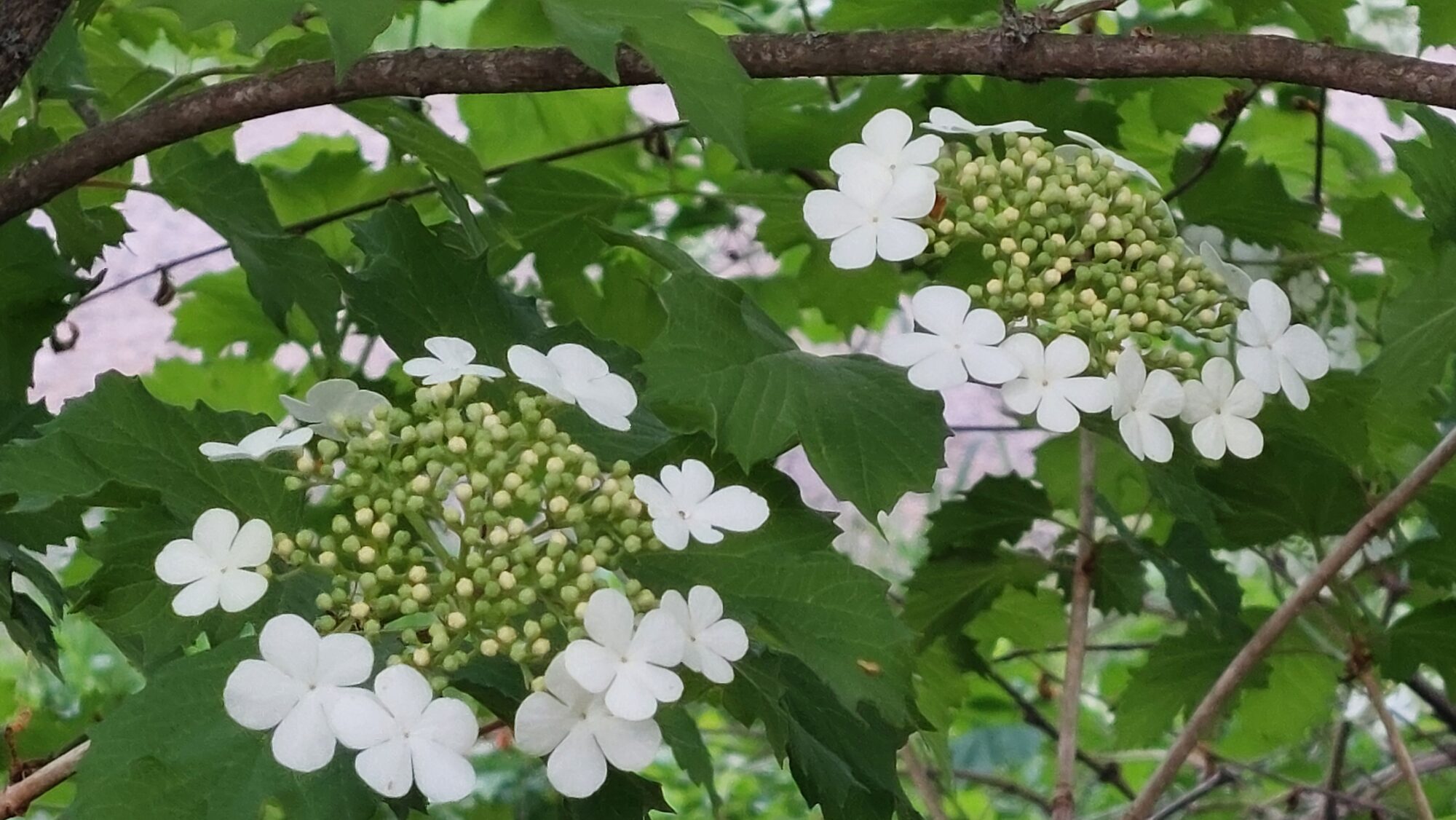 Valokuvaaja: Tarja Naukkarinen