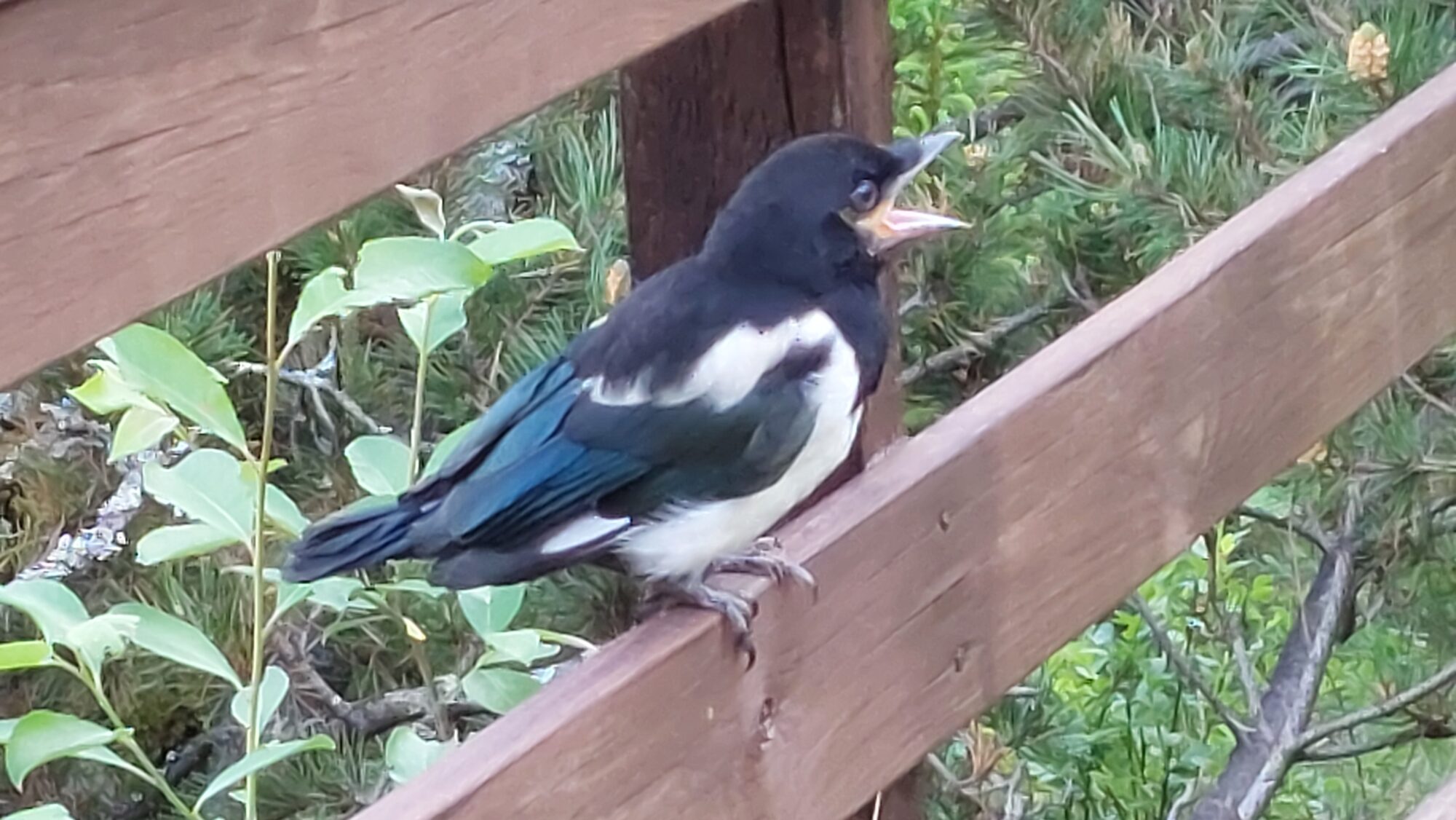 Valokuvaaja: Tarja Naukkarinen