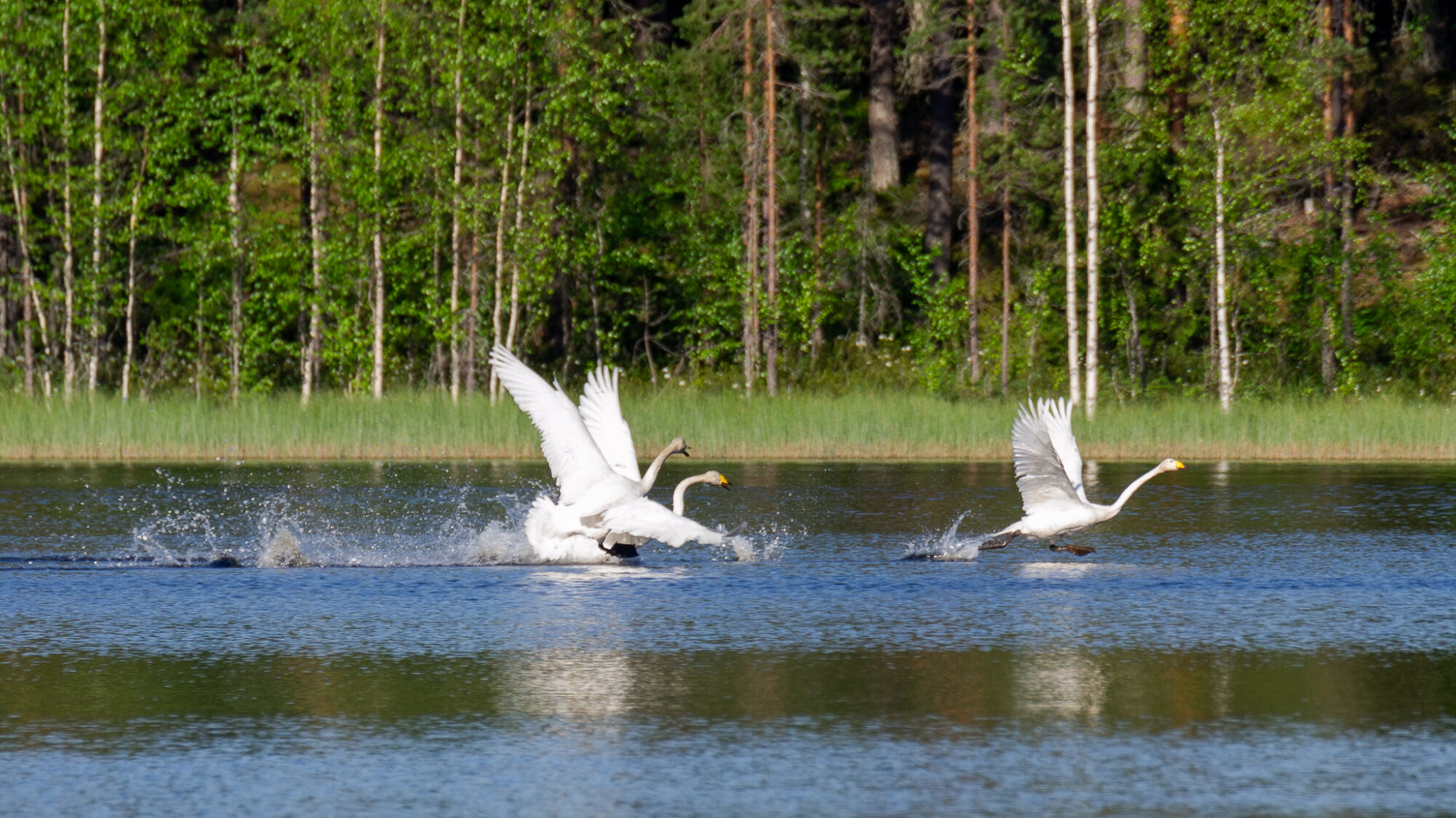 Valokuvaaja: Helena Minkkilä