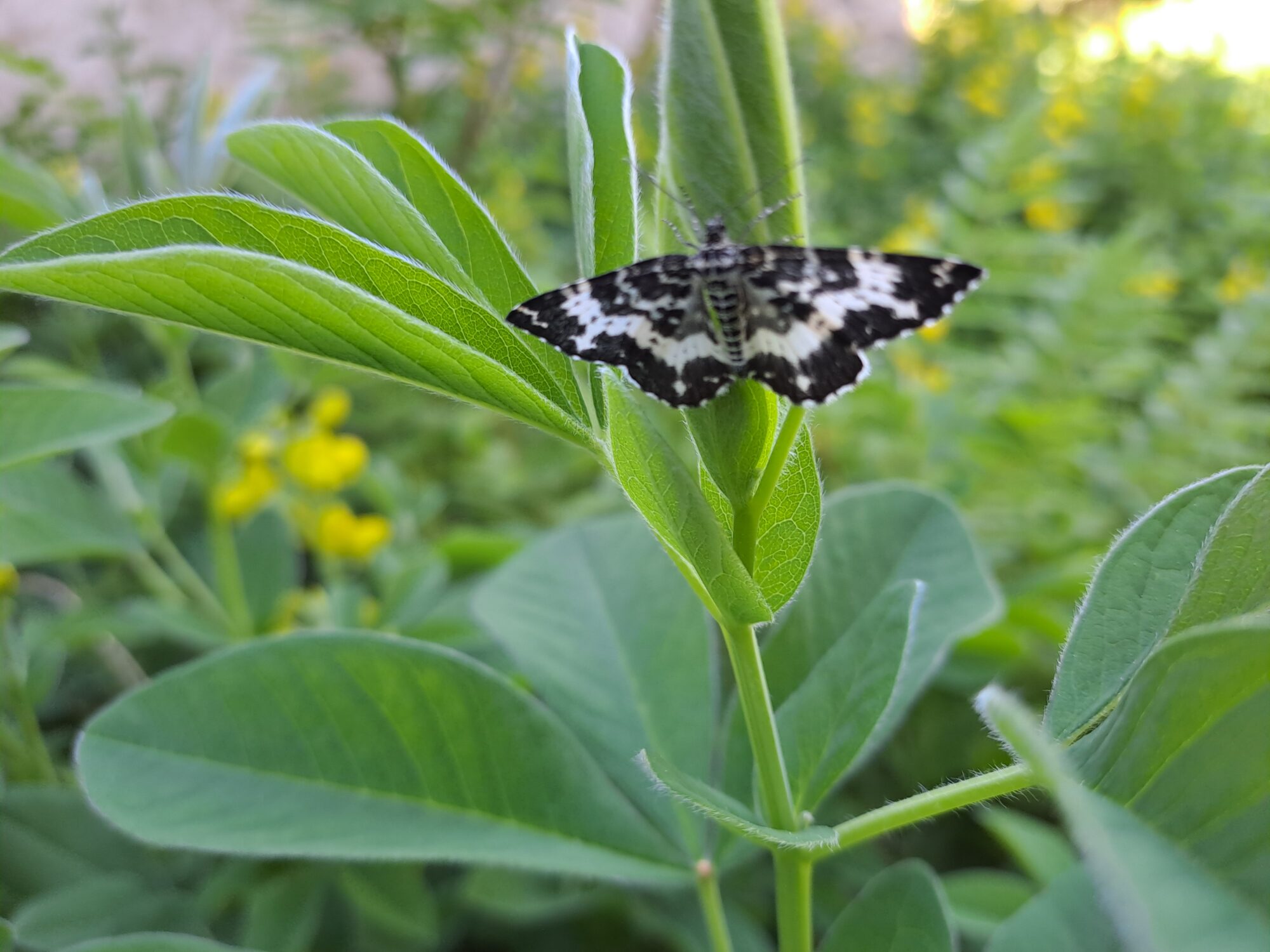 Valokuvaaja: Eija Johanna Saastamoinen Valokuvaaja: Eija Johanna Saastamoinen