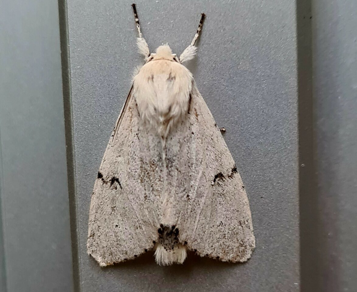 Valokuvaaja: Kaarina Walter