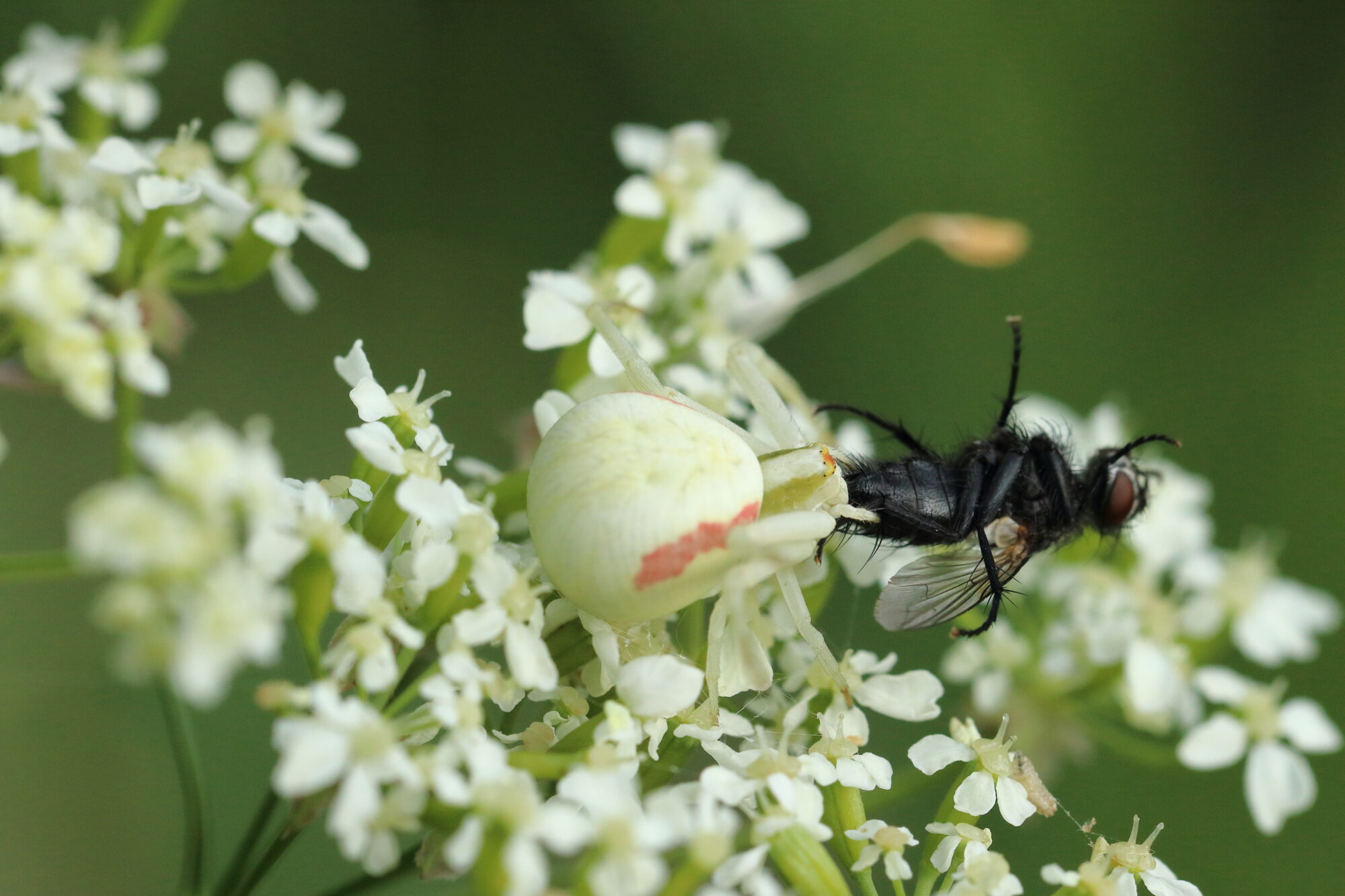 Valokuvaaja: Kimmo Jalkanen