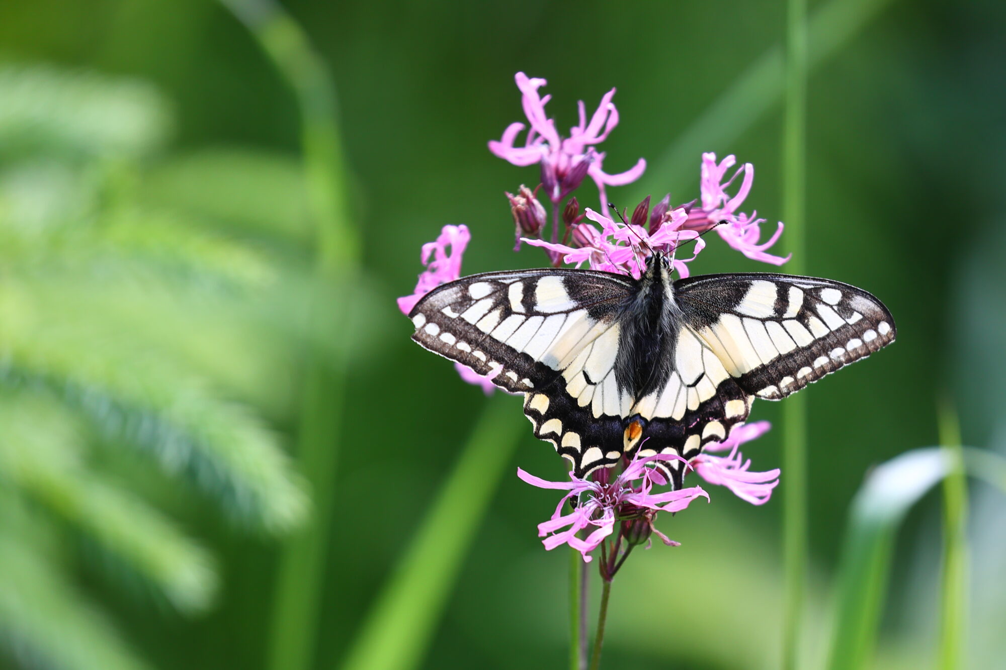 Valokuvaaja: Kimmo Jalkanen