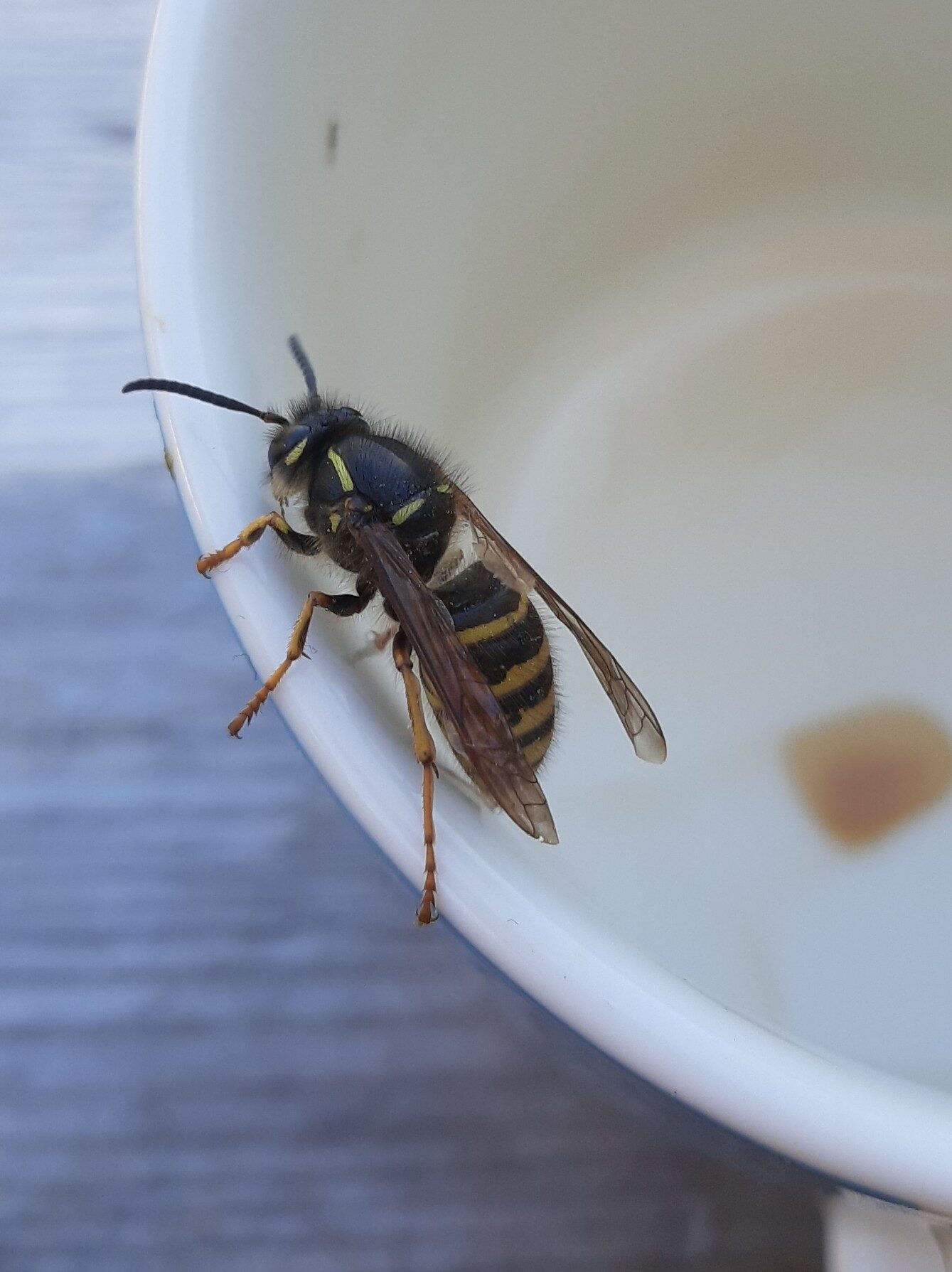 Valokuvaaja: Auli Feldt