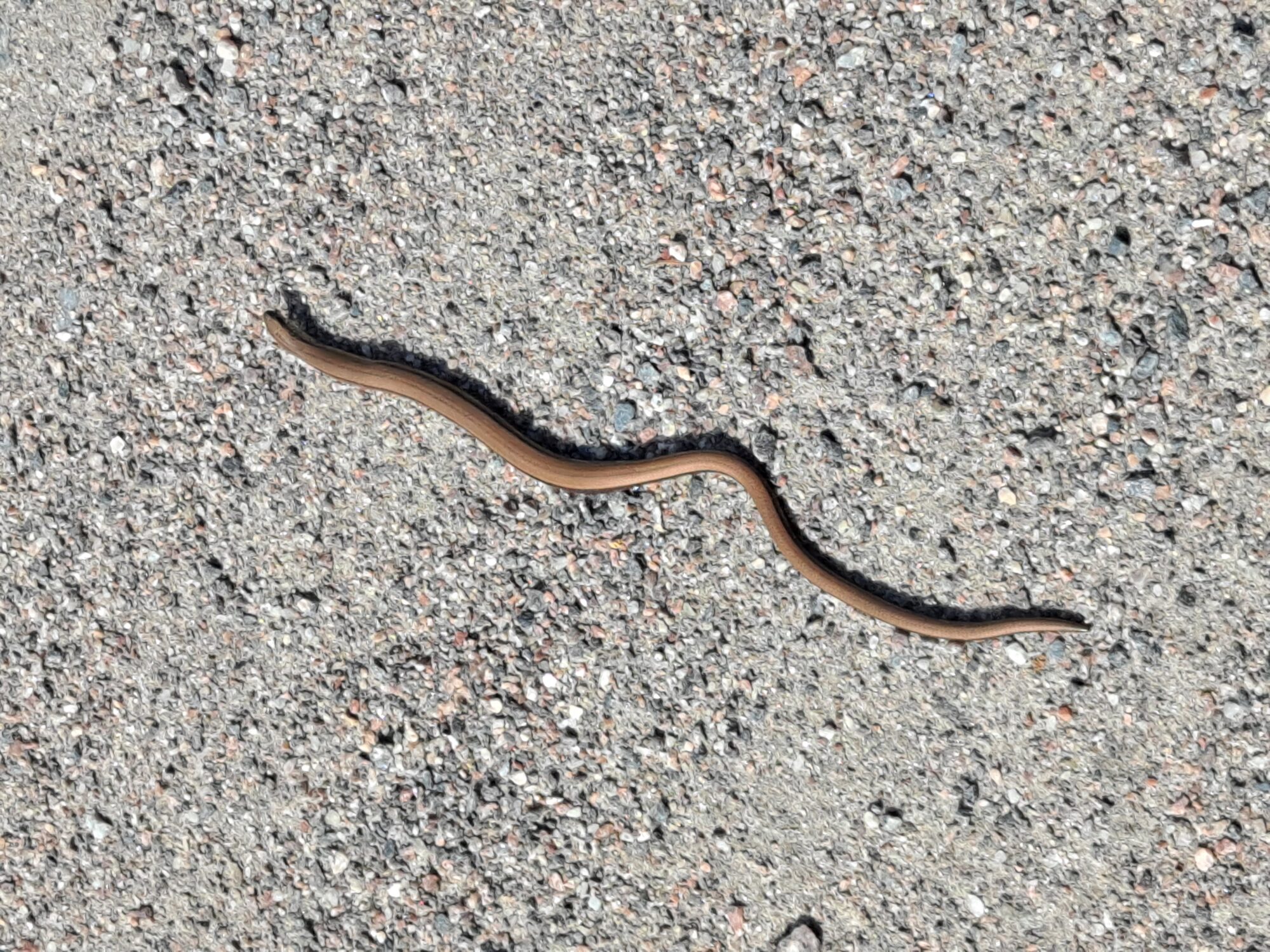 Valokuvaaja: Satu Suuntala Valokuvaaja: Satu Suuntala