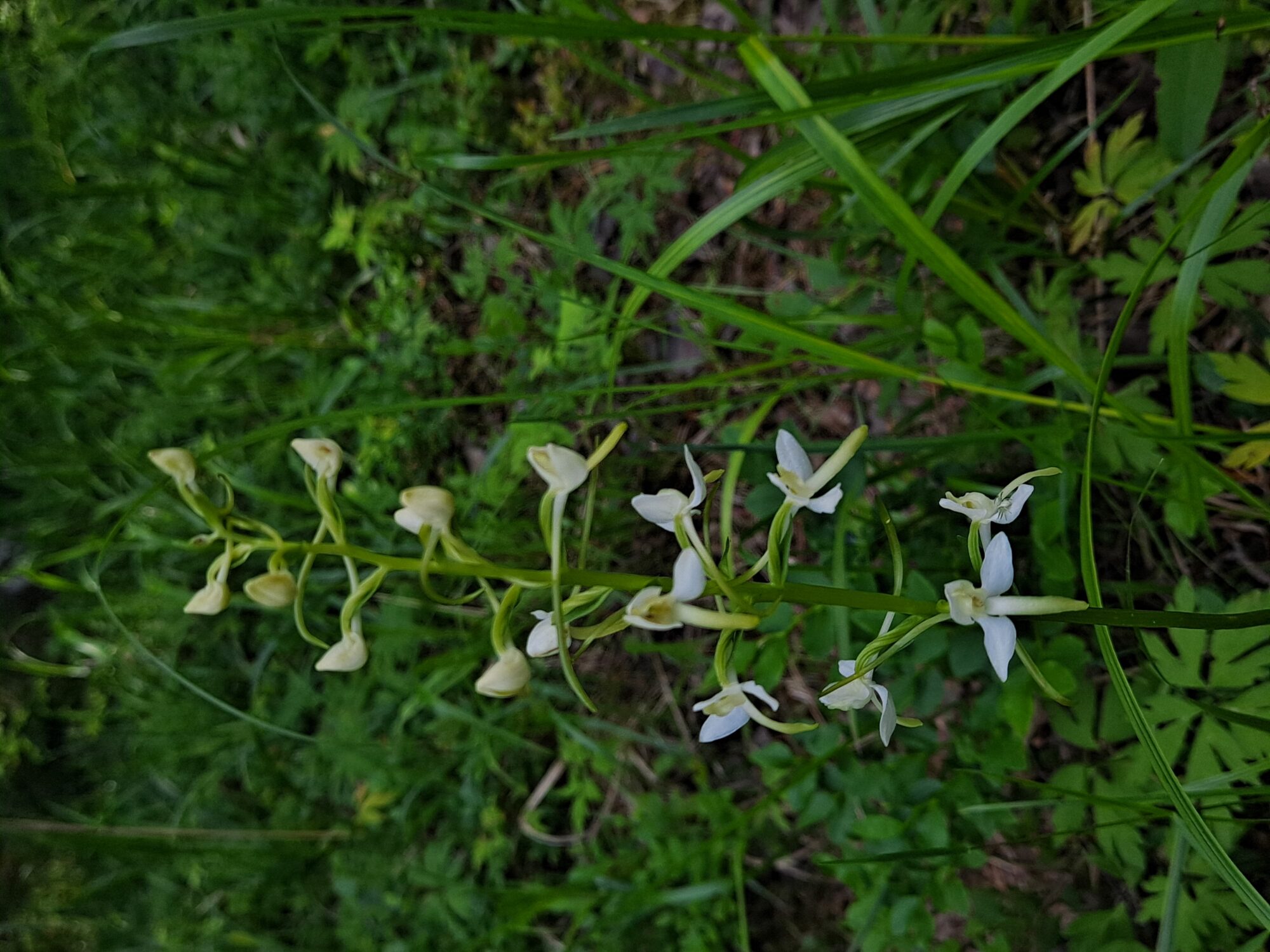 Valokuvaaja: Satu Suuntala