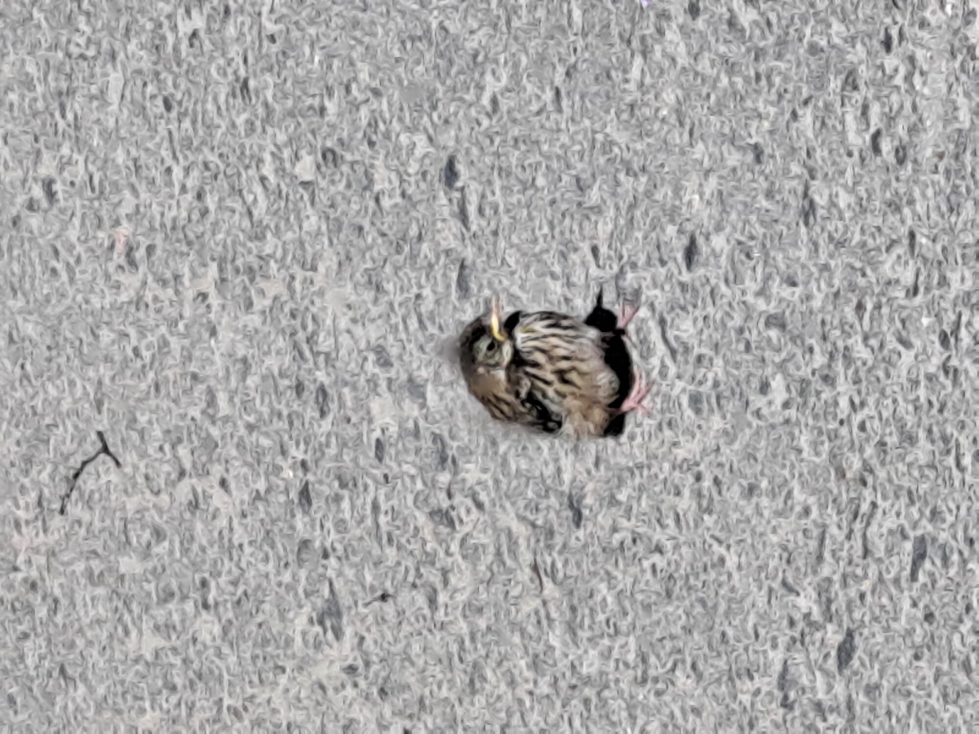 Valokuvaaja: Satu Suuntala