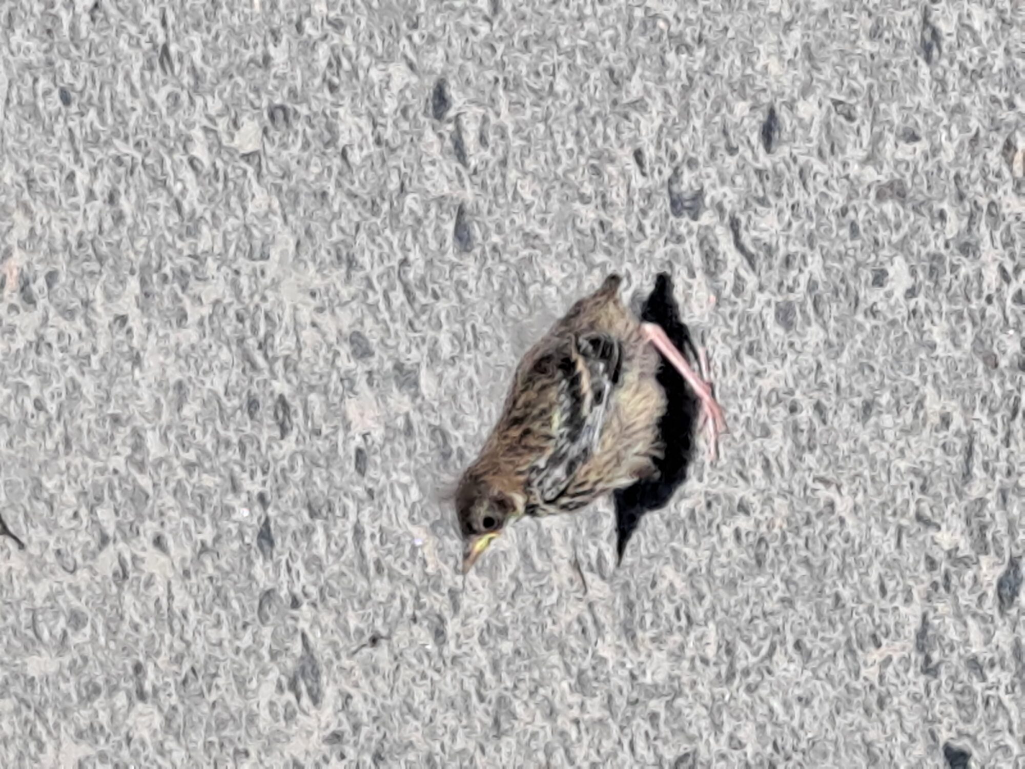 Valokuvaaja: Satu Suuntala