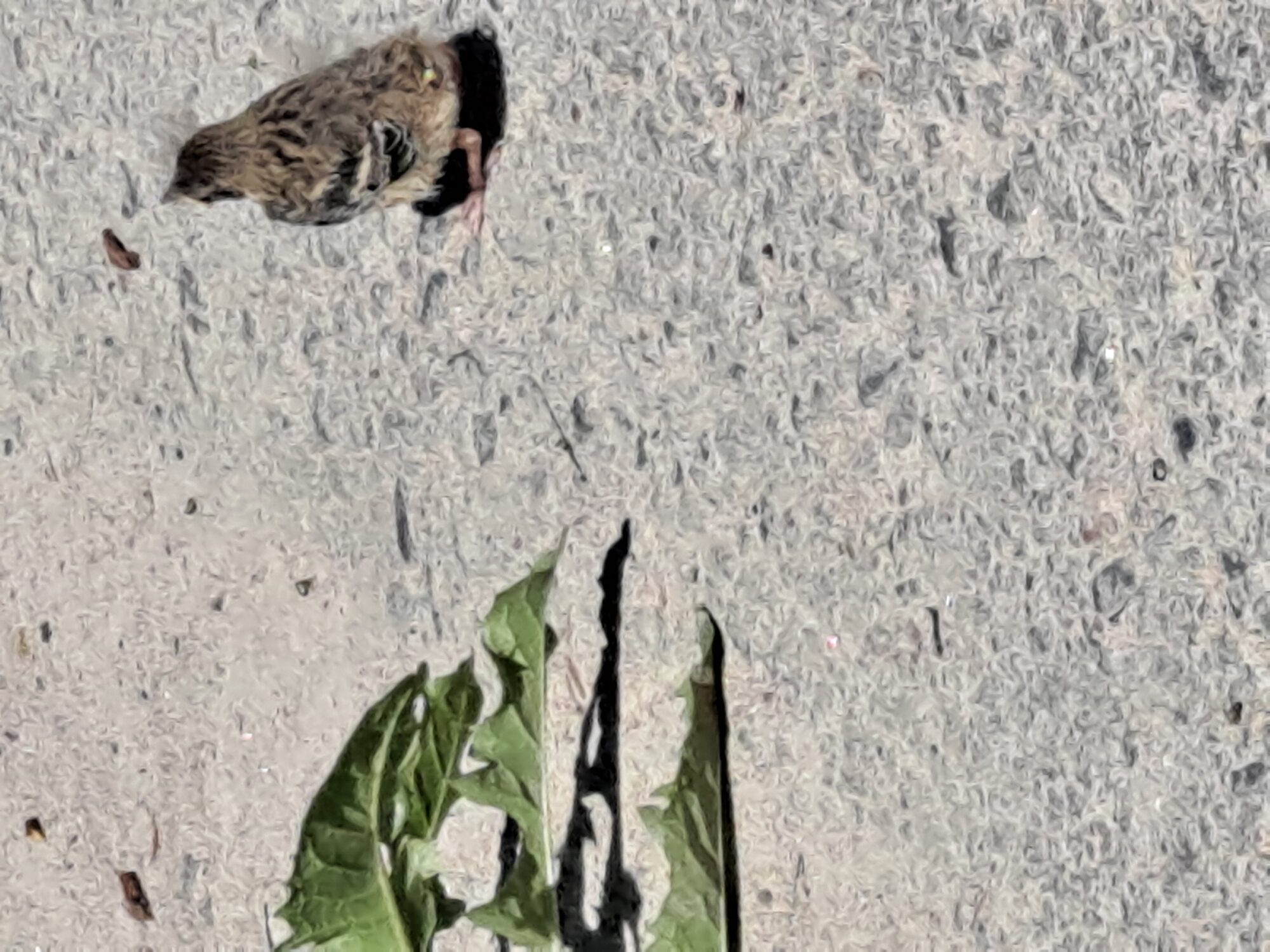 Valokuvaaja: Satu Suuntala